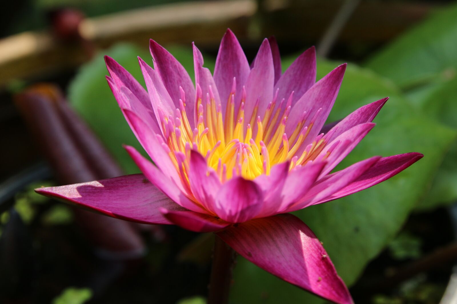 Canon EOS 700D (EOS Rebel T5i / EOS Kiss X7i) sample photo. Lotus, nature, pink photography