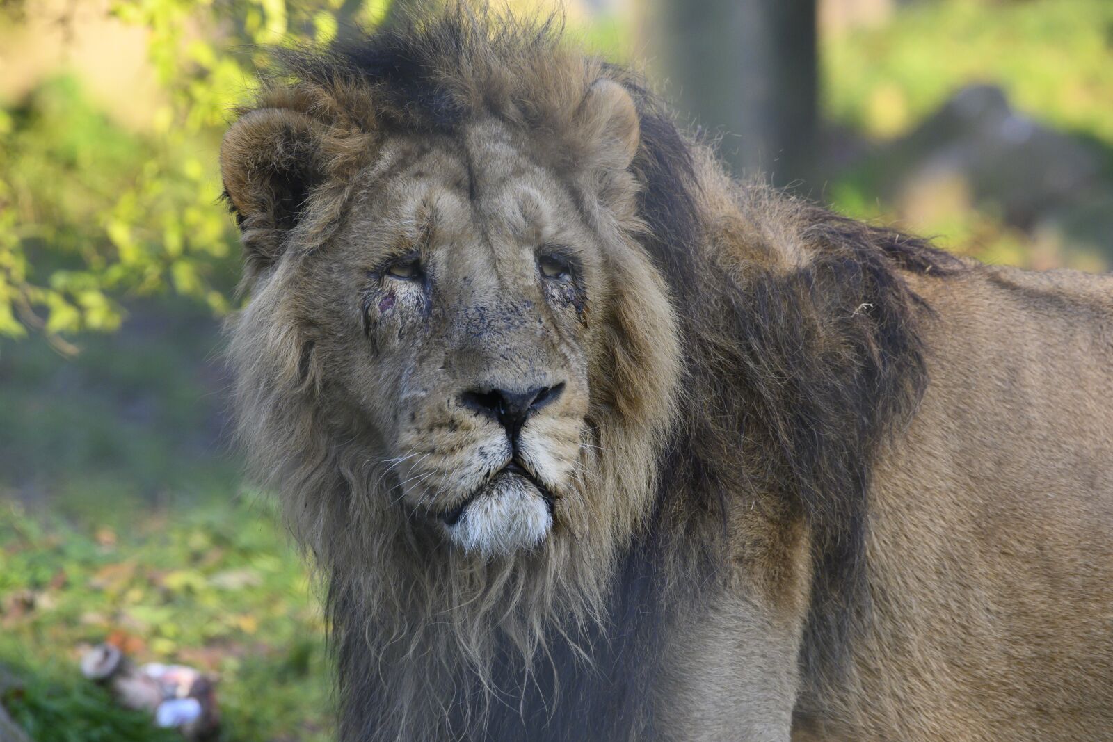 Nikon Z7 sample photo. Asiatic lion, predator, carnivore photography