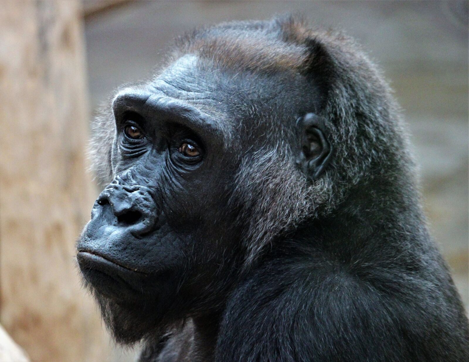 Canon EF-S 55-250mm F4-5.6 IS STM sample photo. The prague zoo, kamba photography