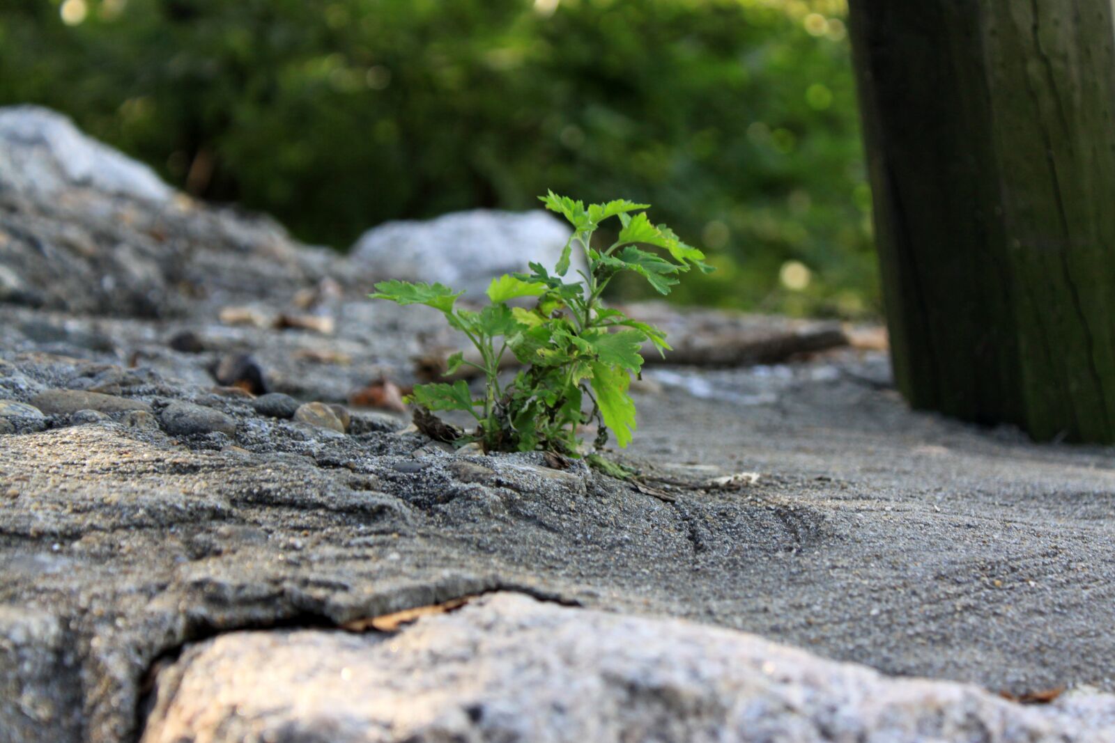 Canon EOS 50D sample photo. Wildflower, cement, environment photography