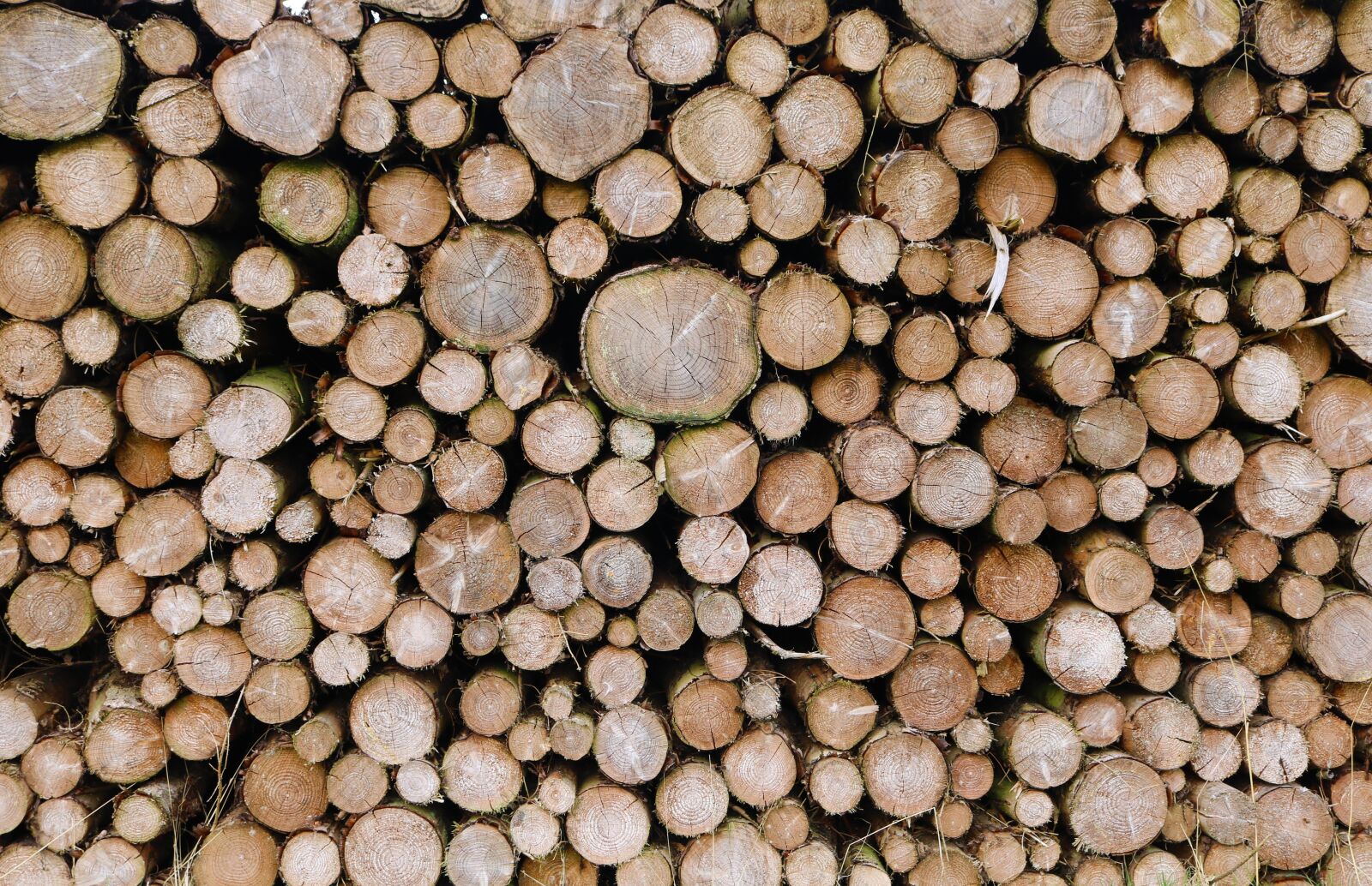 Canon EOS 750D (EOS Rebel T6i / EOS Kiss X8i) sample photo. Wood, timber, logs photography
