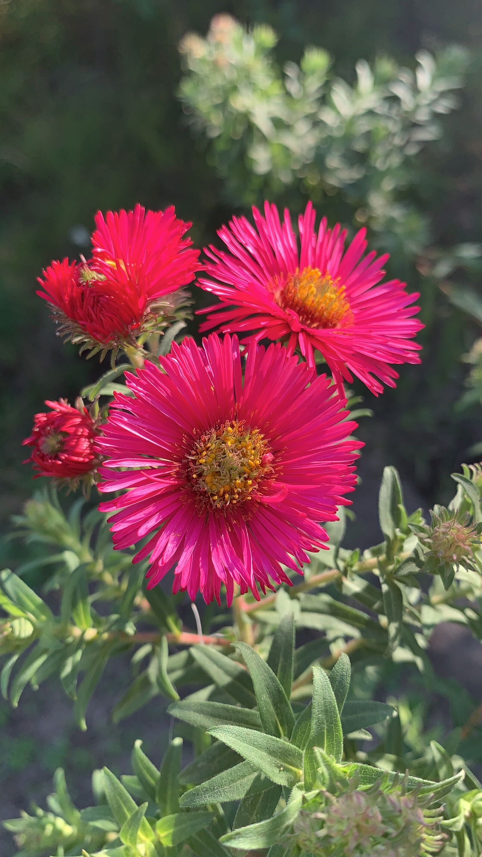 iPhone XR back camera 4.25mm f/1.8 sample photo. Flower, nature, astra photography