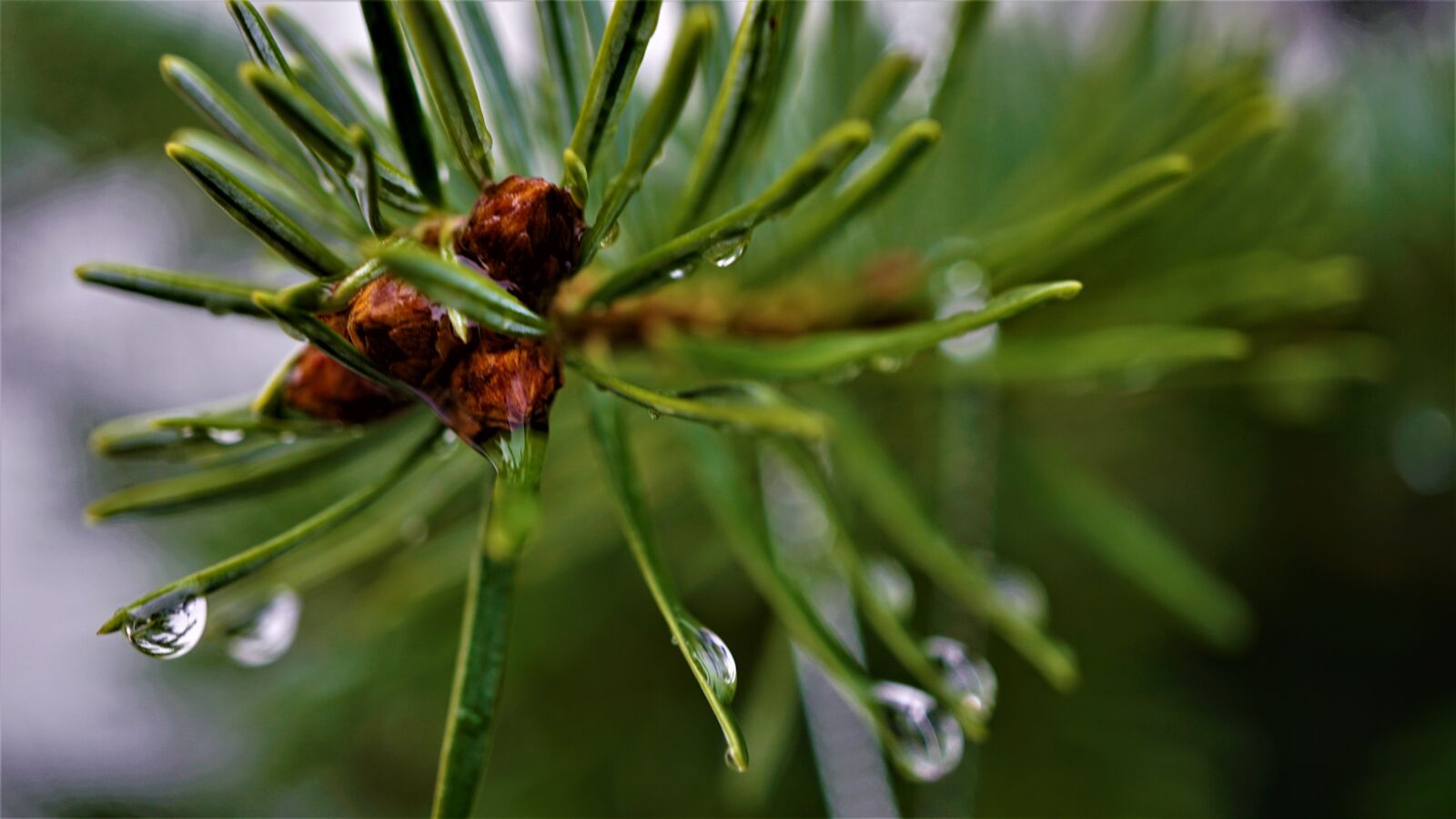 Sony E 30mm F3.5 Macro sample photo. Tannenzweig, fir tree, christmas photography