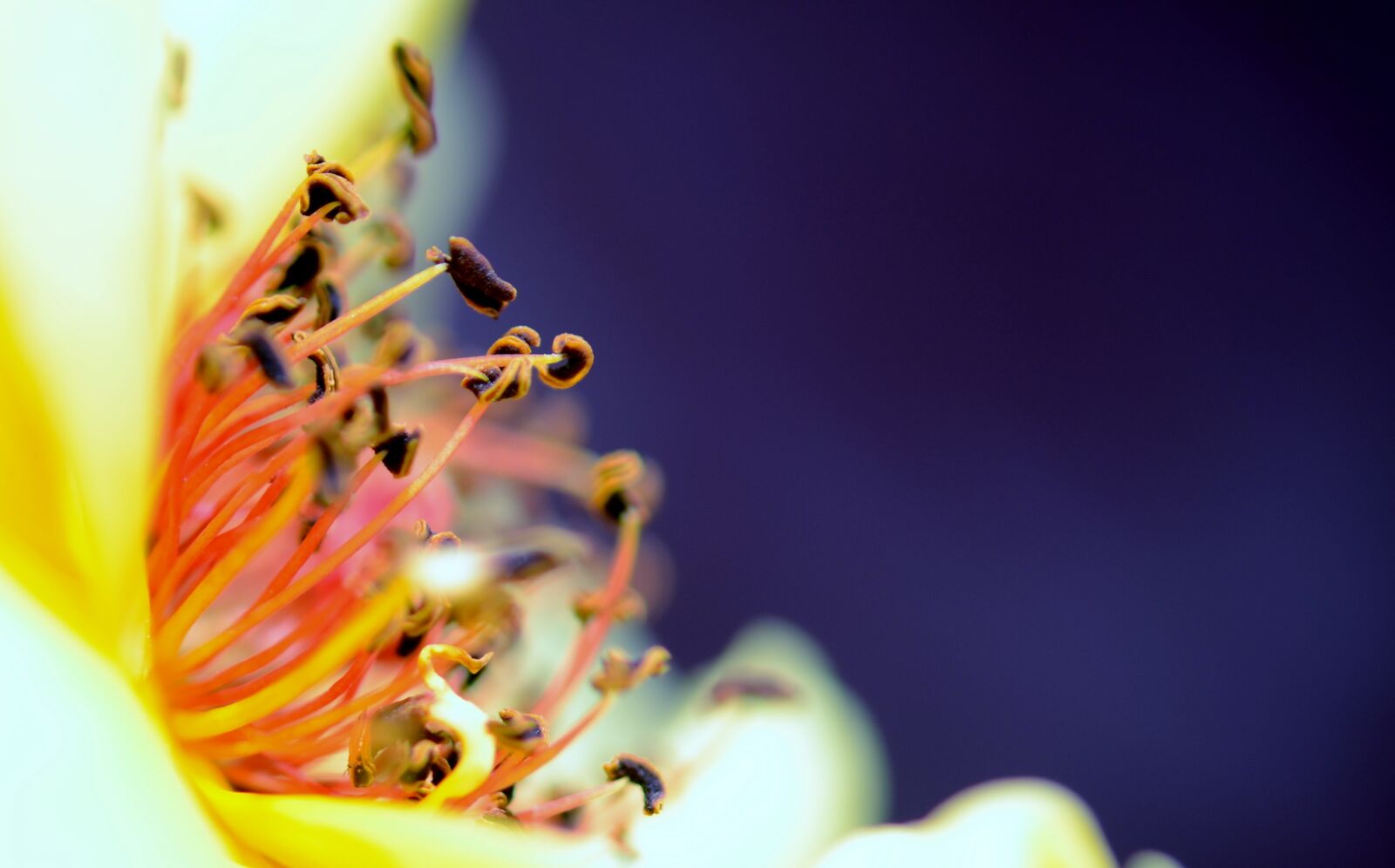 Nikon D7000 sample photo. Yellow, flower, spring photography
