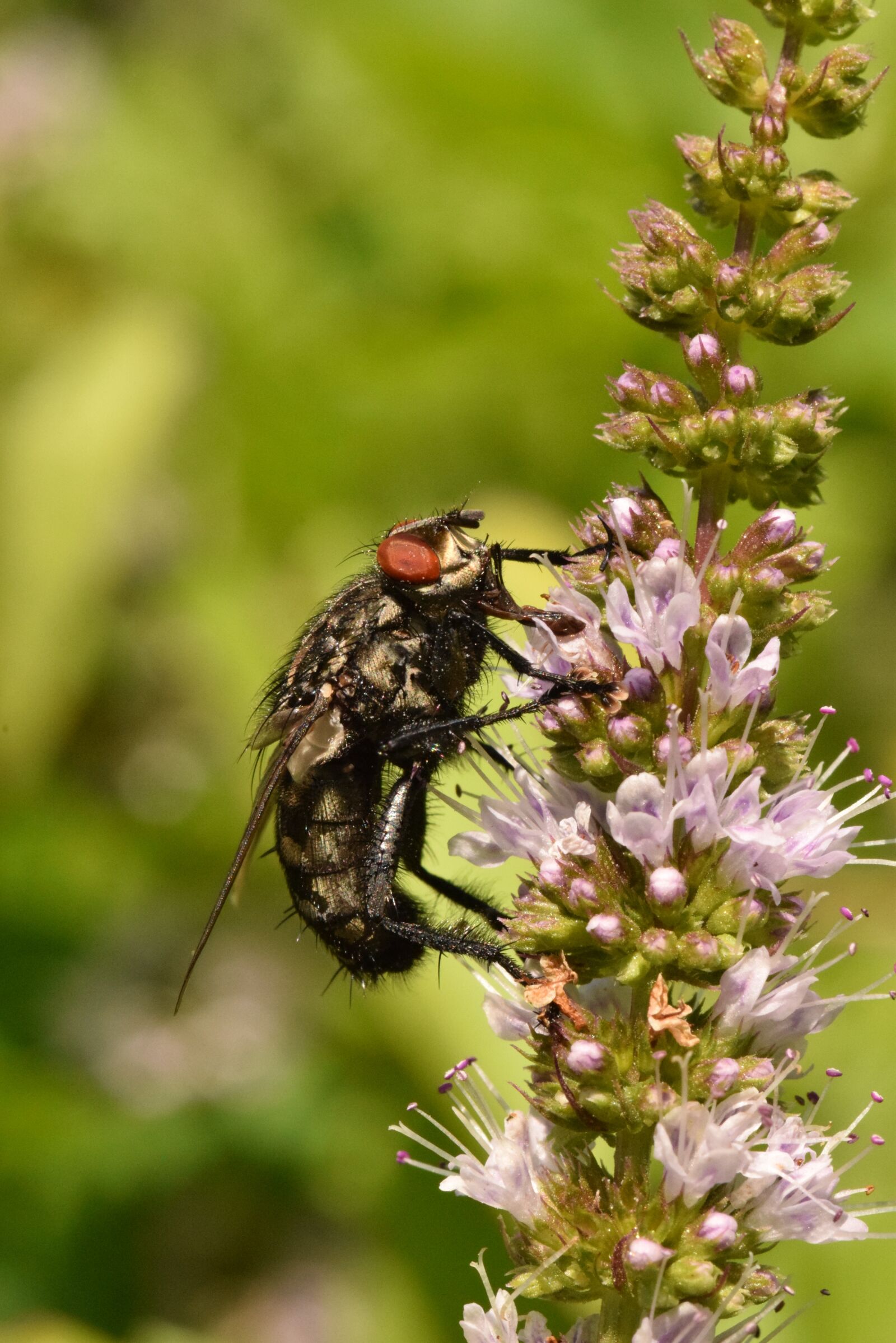 Nikon D5300 sample photo. Fly, insect, nature photography