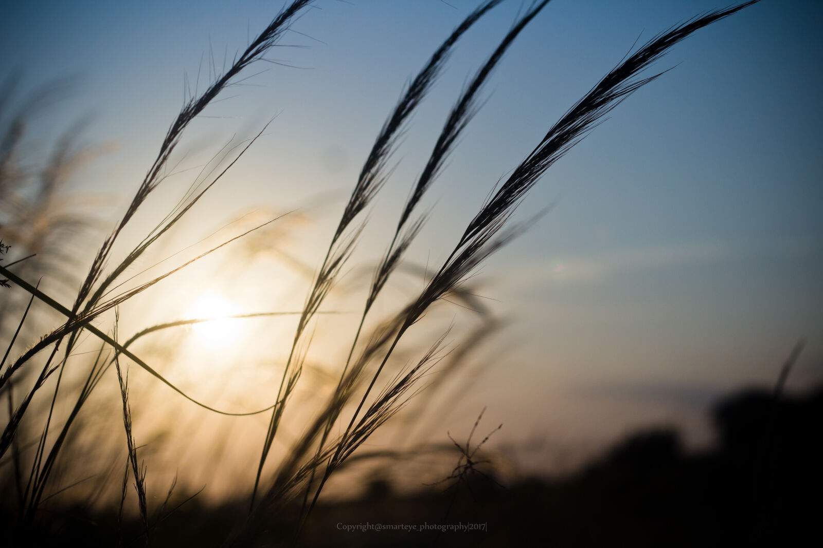 Canon EOS 600D (Rebel EOS T3i / EOS Kiss X5) + Canon EF 50mm F1.8 STM sample photo. Blue, sky, cherry, harvest photography