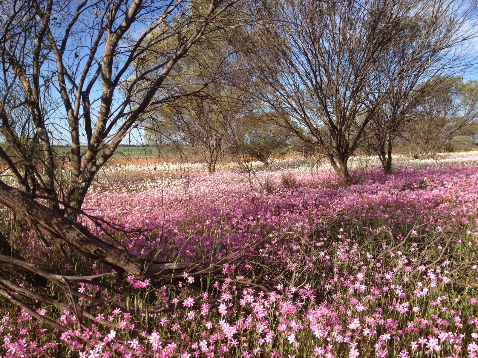 Apple iPhone 4S sample photo. Wild, flowers photography