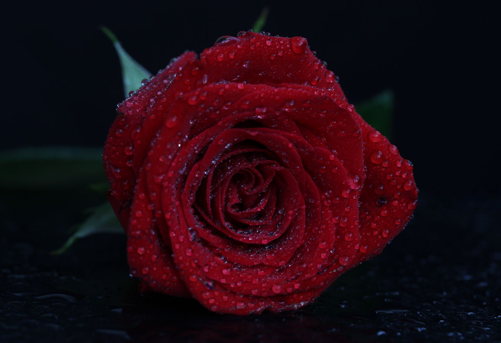 Canon EF-S 60mm F2.8 Macro USM sample photo. Rose, red, drops photography