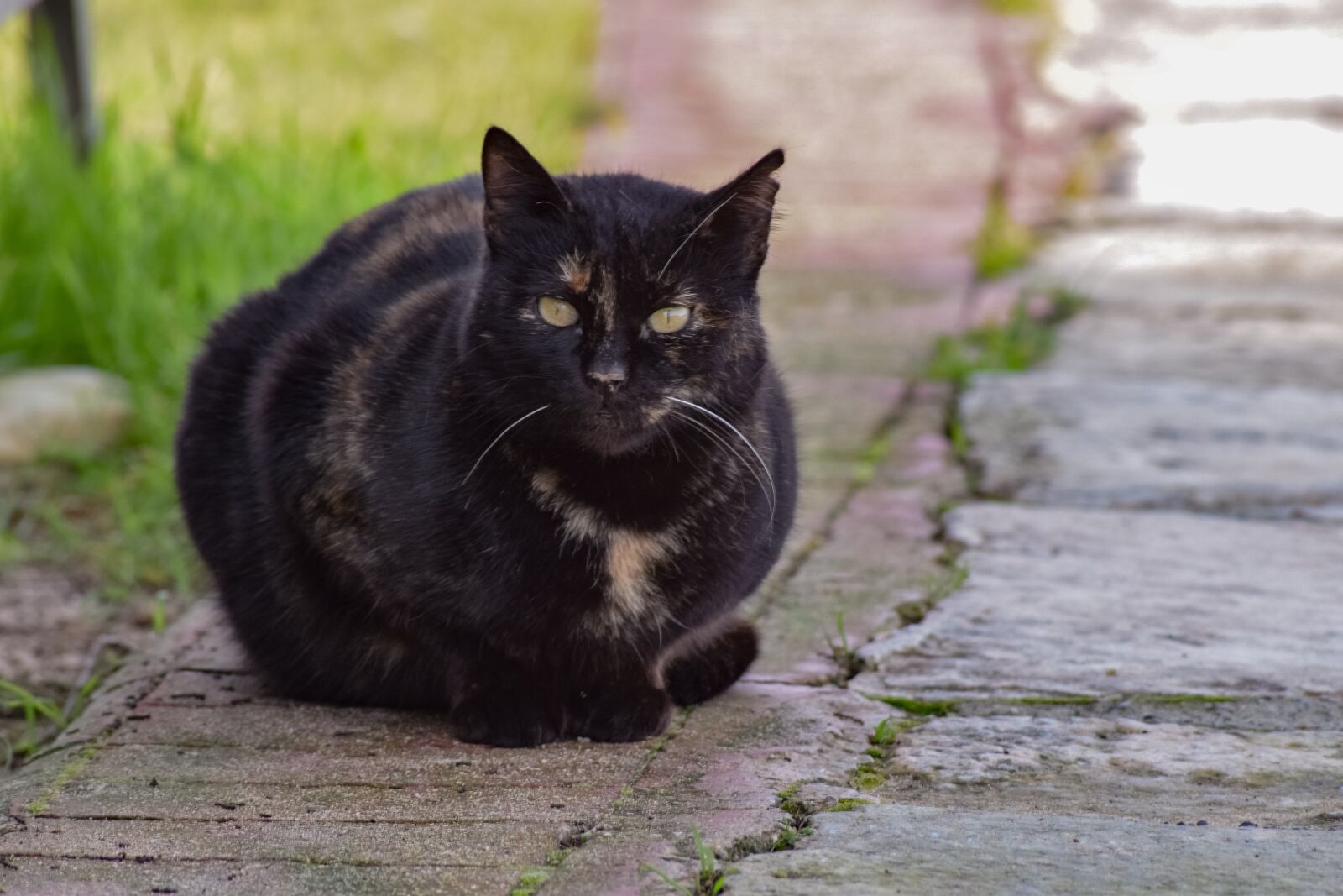 Nikon D3300 sample photo. Cat, stray, animal photography