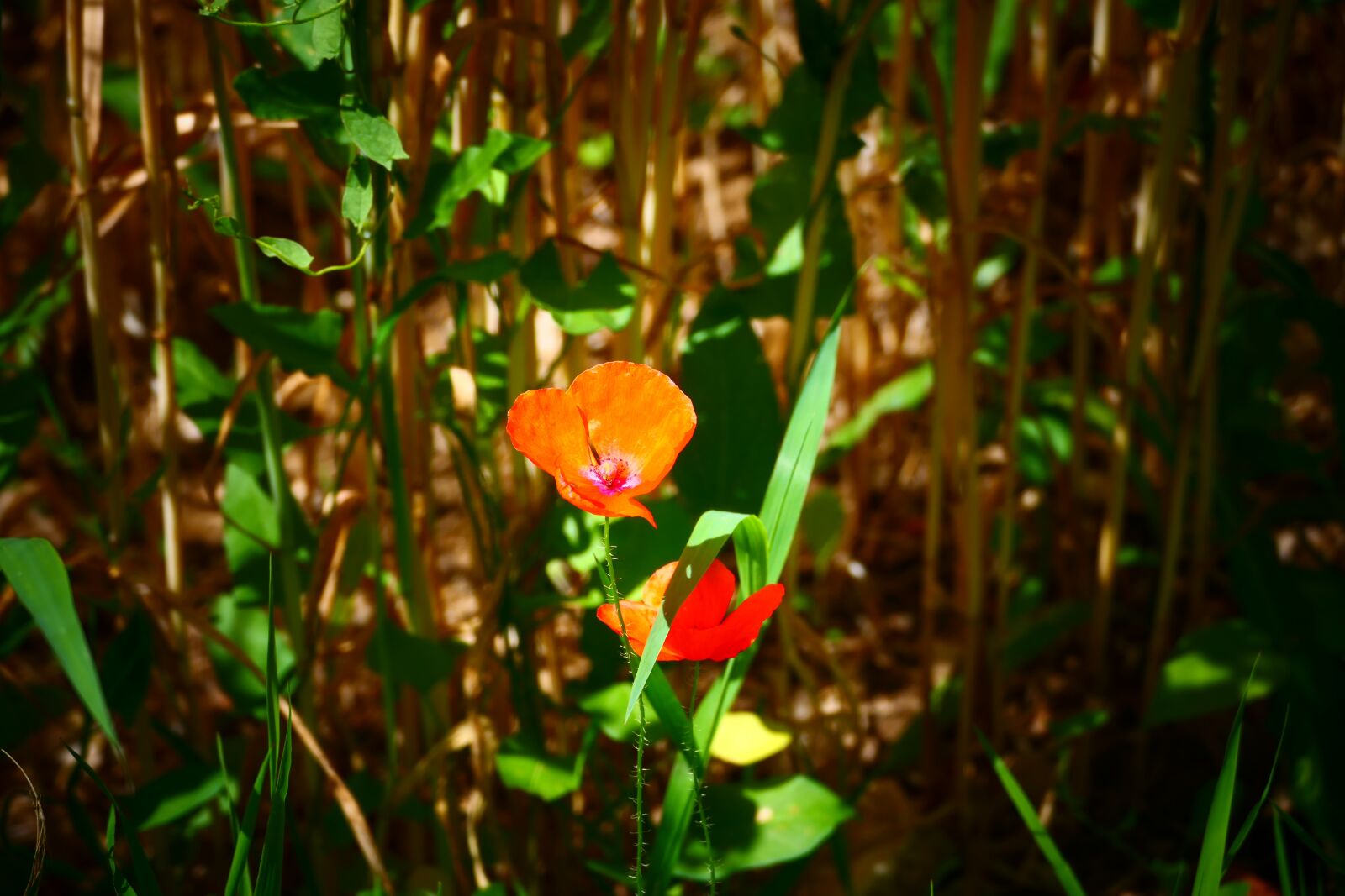 Panasonic DC-FZ10002 sample photo. Poppy, flower, red photography