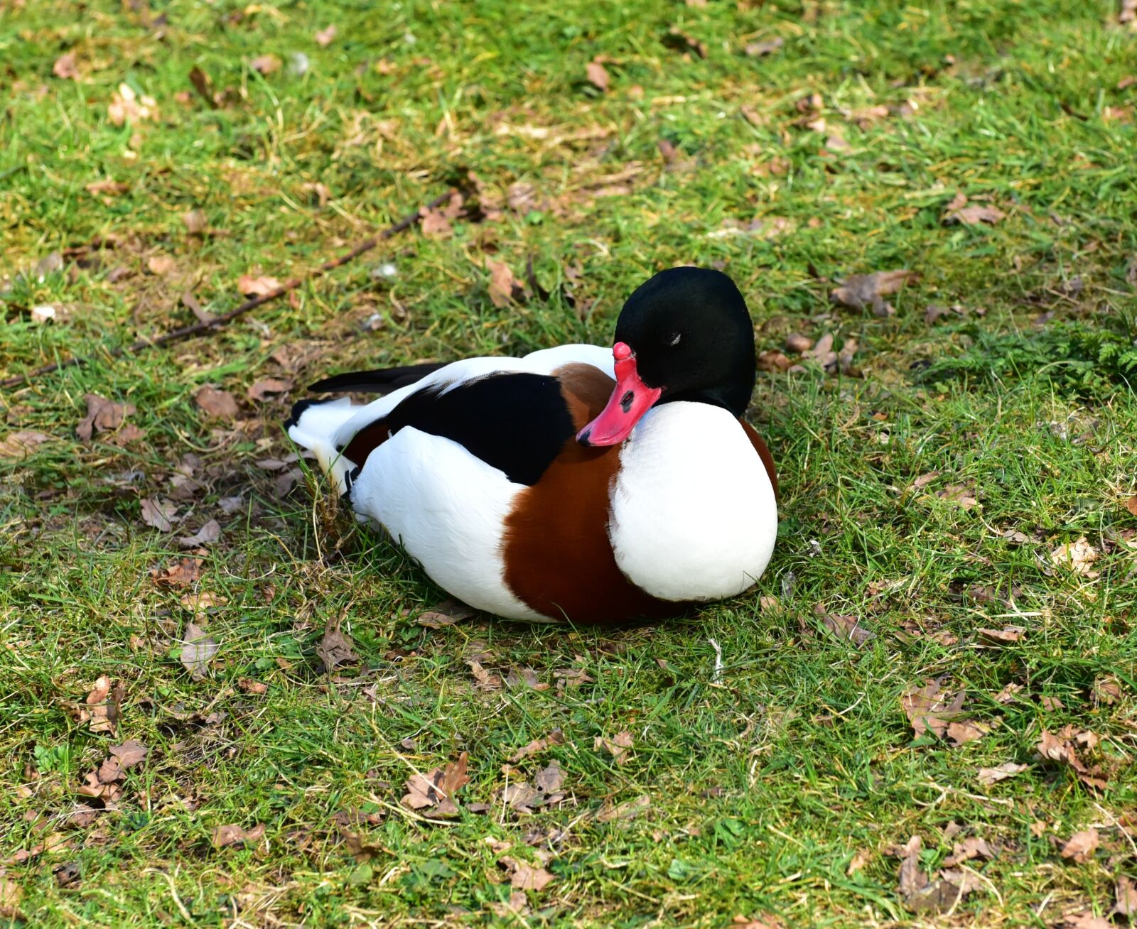 Nikon D750 sample photo. Duck, feather, bill photography