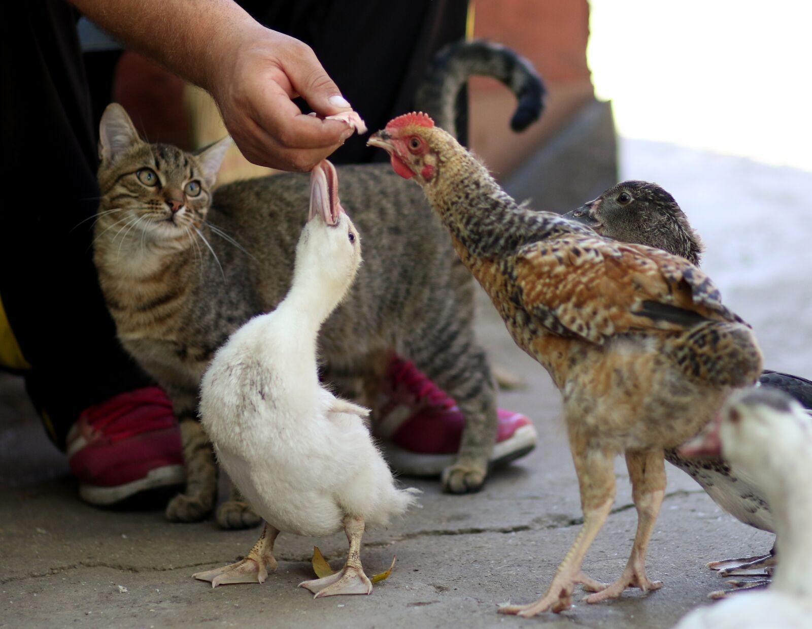 Canon EF 85mm F1.8 USM sample photo. Cat, rate, chicken photography