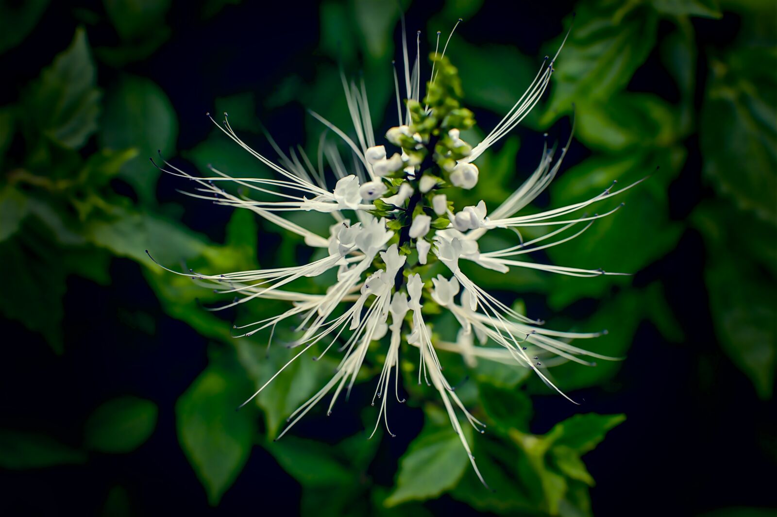 Nikon D500 sample photo. Kidney tea flower, orthosiphon photography
