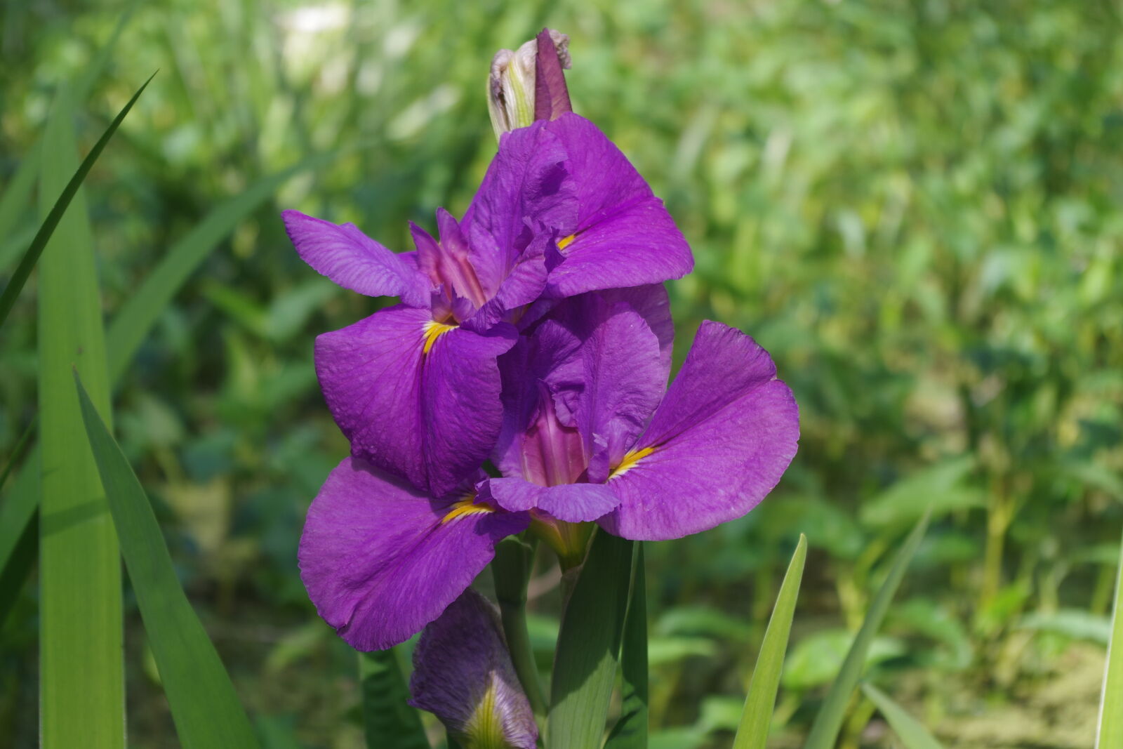 Pentax K-S1 sample photo. Beauty, flora, flower, iris photography