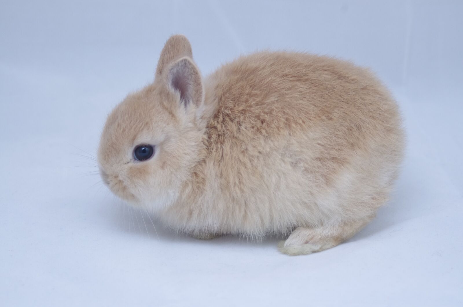Pentax K-r sample photo. Rabbit, child rabbit, banny photography