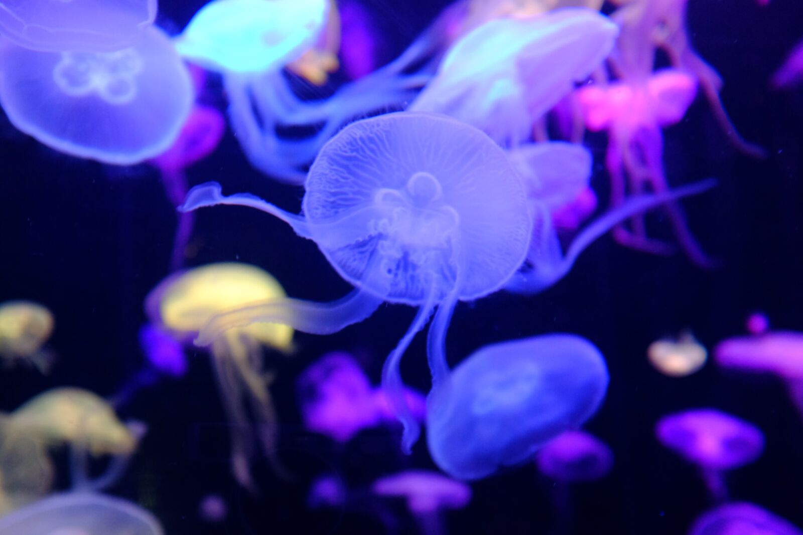 Fujifilm X100T sample photo. Underwater, aquarium, jellyfish photography