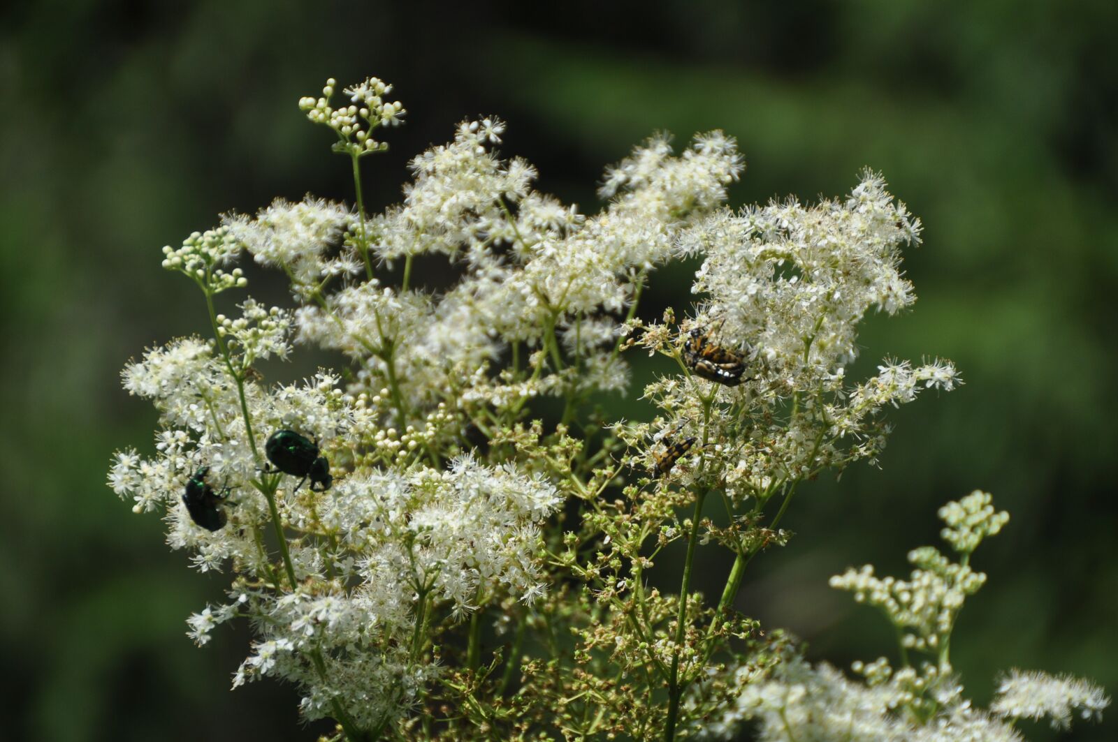 Nikon D90 sample photo. Beetles, flower, summer photography