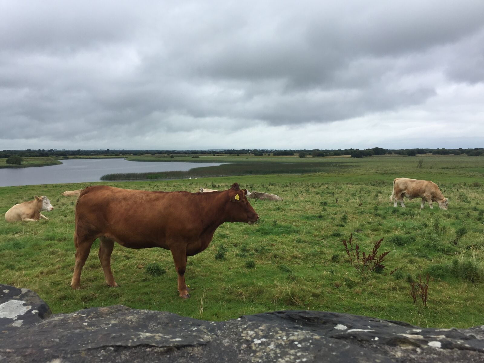 Apple iPhone 6 sample photo. Cows, ireland, beef photography