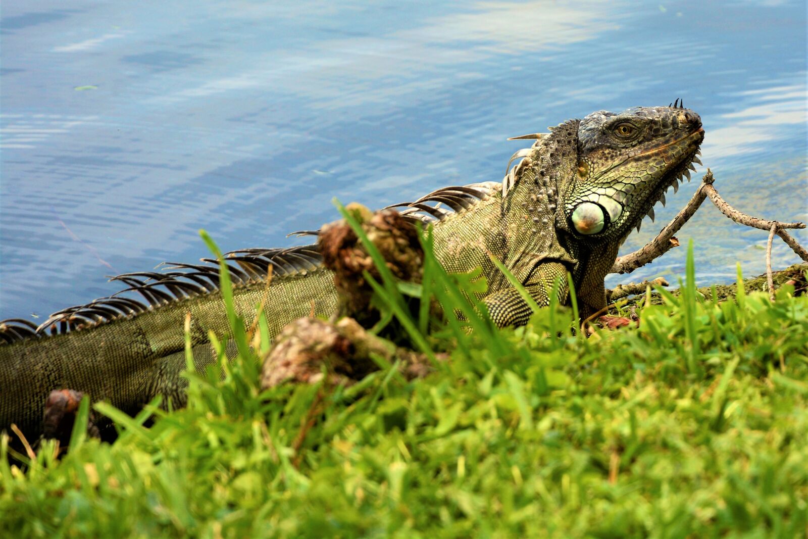 Nikon D7100 sample photo. Iguana, lizard, dragon photography