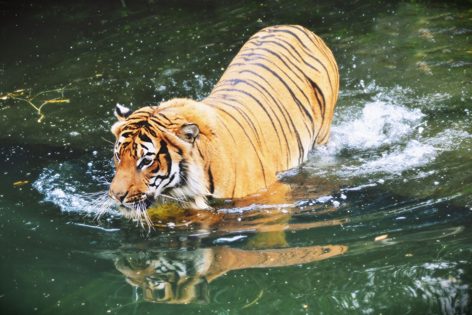 Nikon D3100 sample photo. Beast, animal, mammal photography
