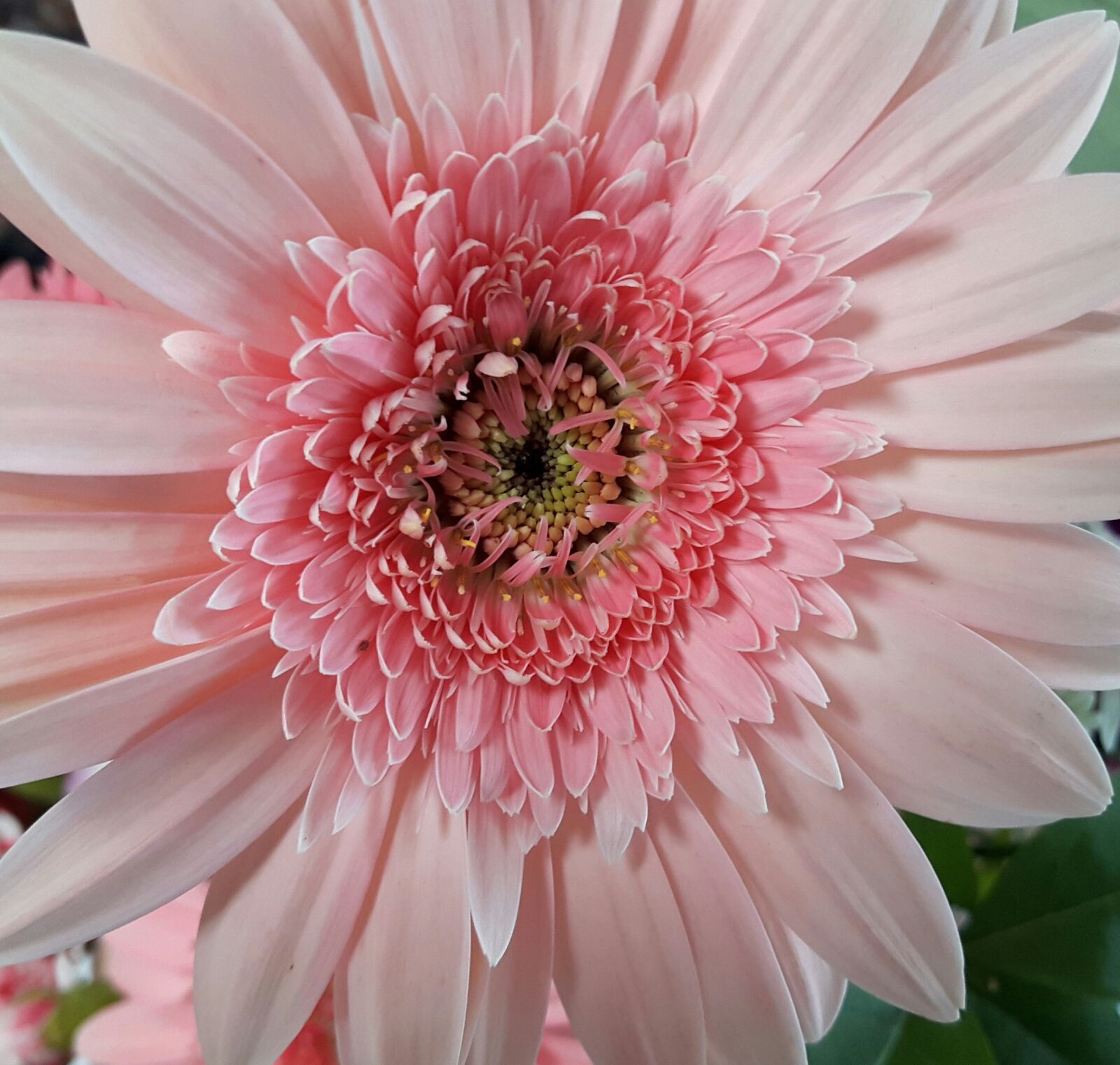 Samsung Galaxy A8 sample photo. Flower, pink, white photography