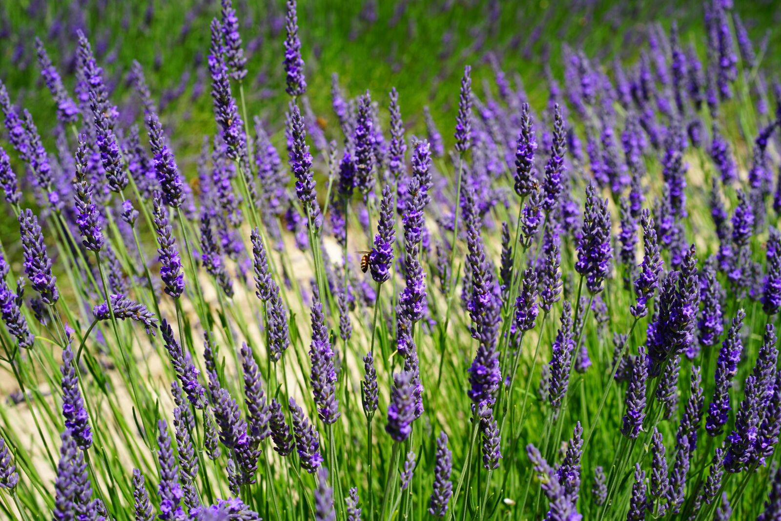 Sony a7 + Sony Sonnar T* FE 55mm F1.8 ZA sample photo. Lavender, flowers, blue photography