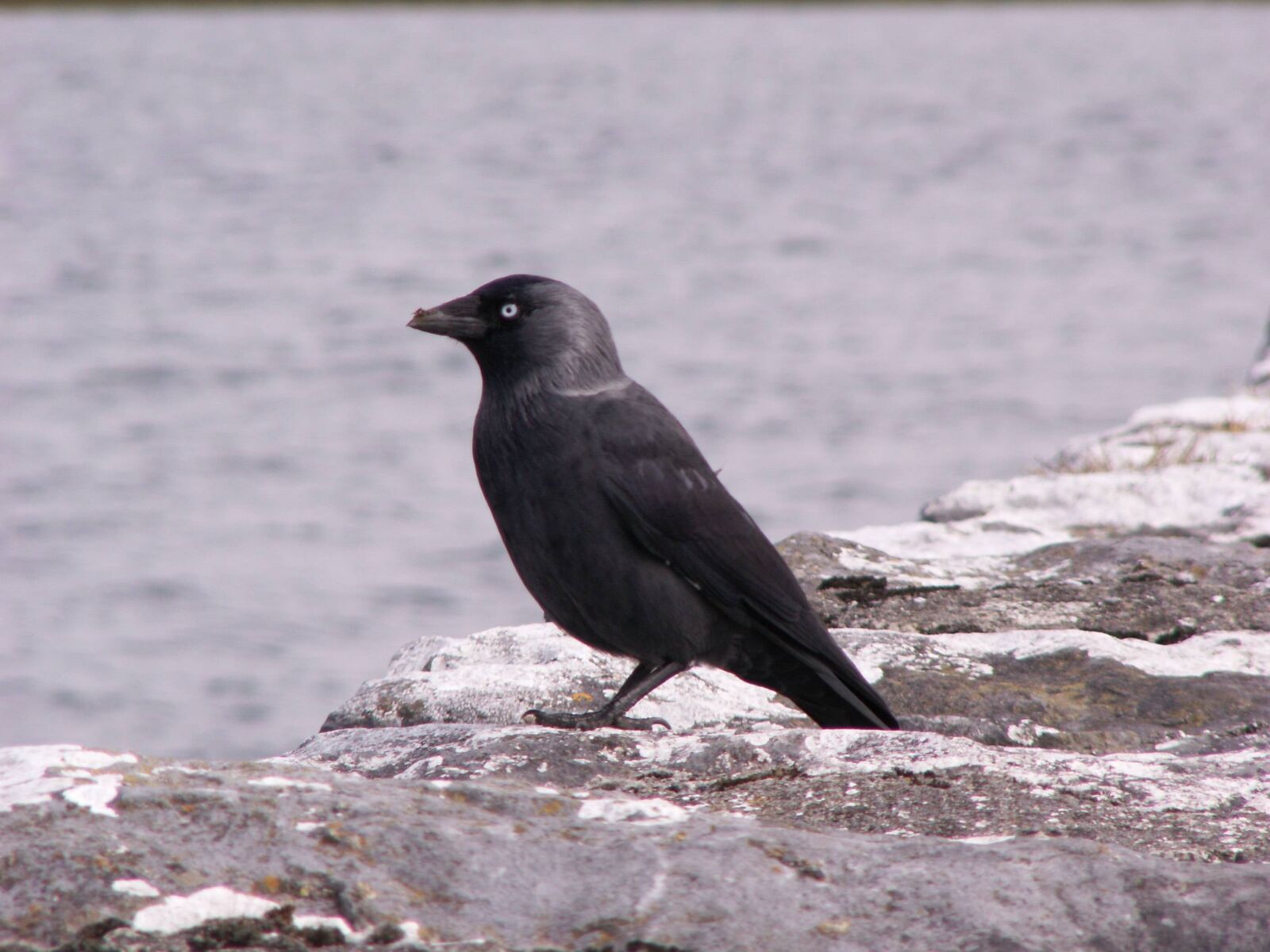 KONICA MINOLTA DiMAGE Z6 sample photo. Raven, crow, bird photography