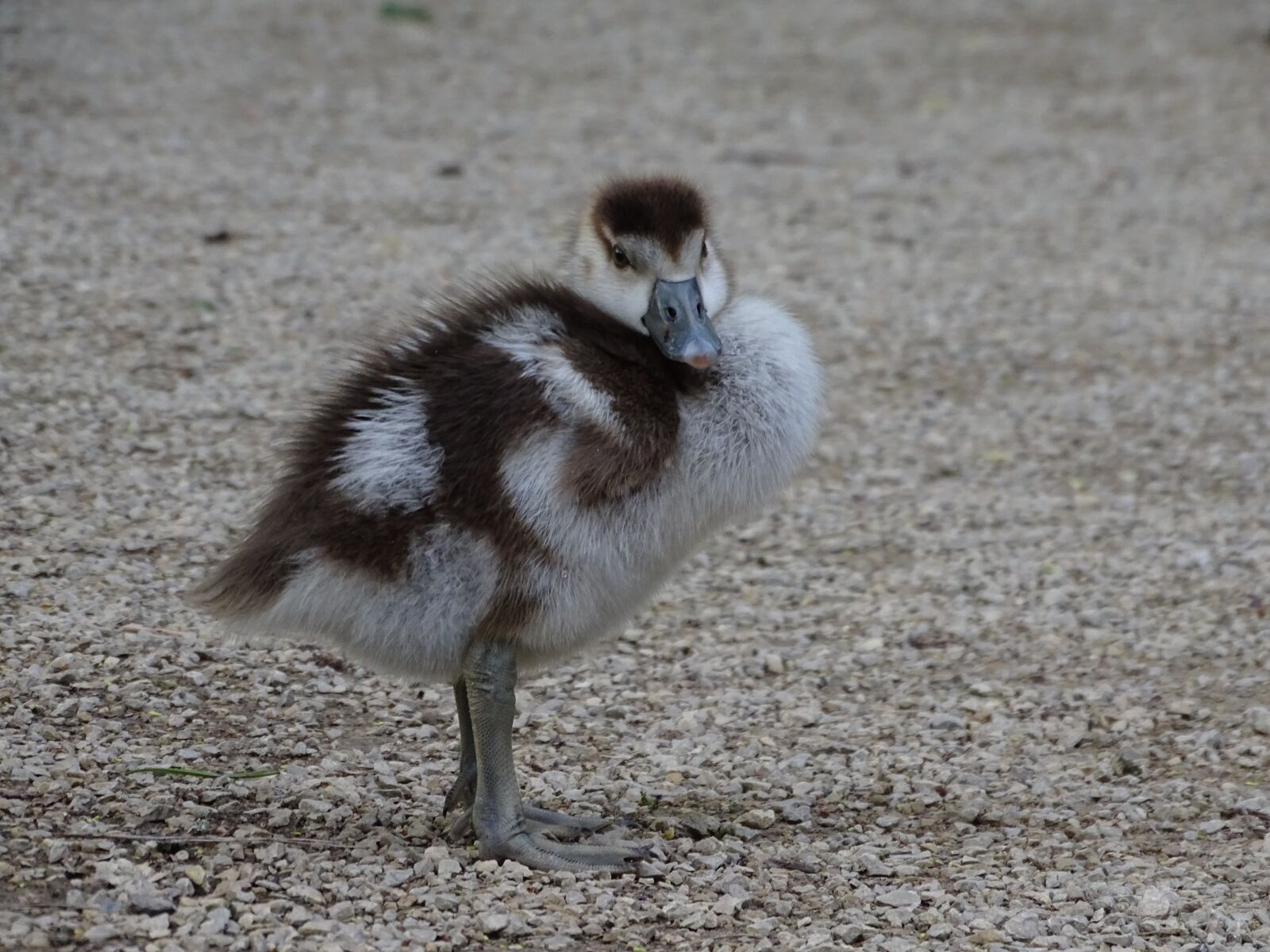 Sony Cyber-shot DSC-HX400V sample photo. Chicks, close up, nature photography
