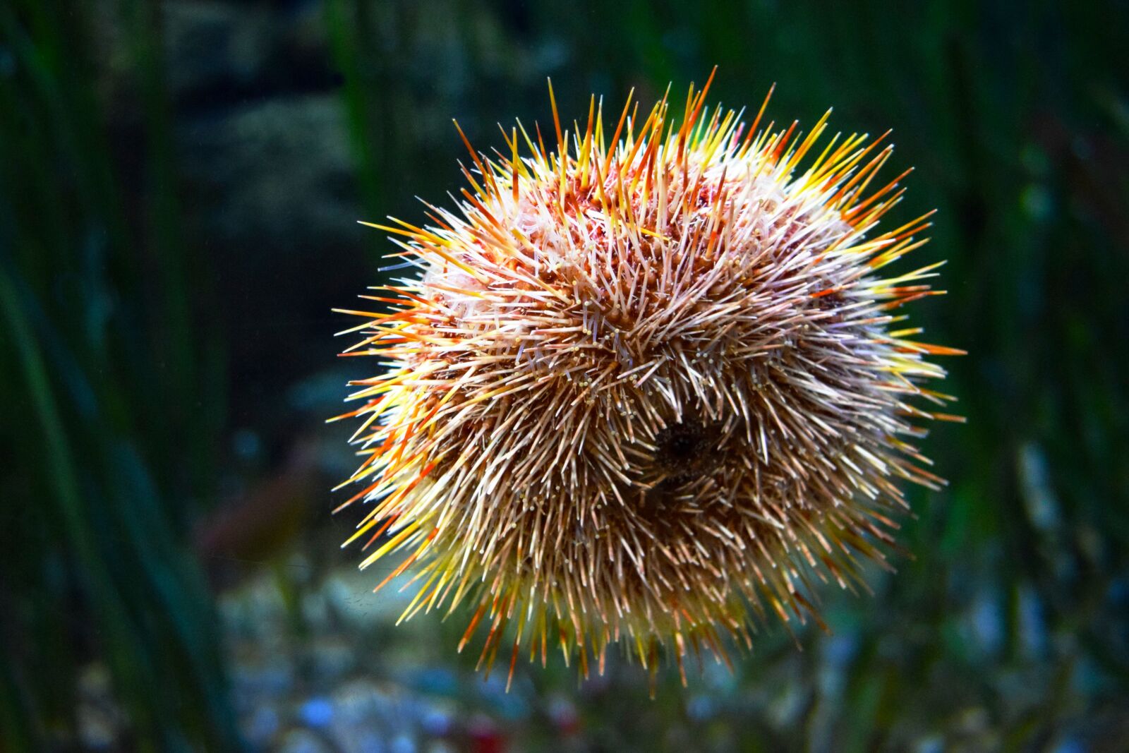 Nikon D3300 sample photo. Water, aquarium, sea photography