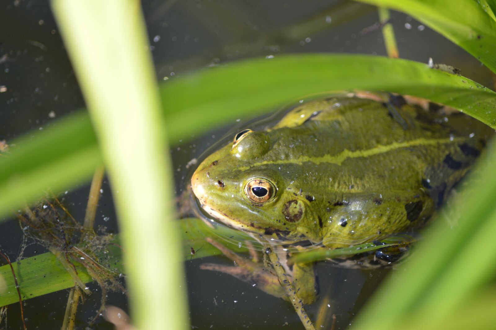Nikon D3200 sample photo. Frog, water, pond photography