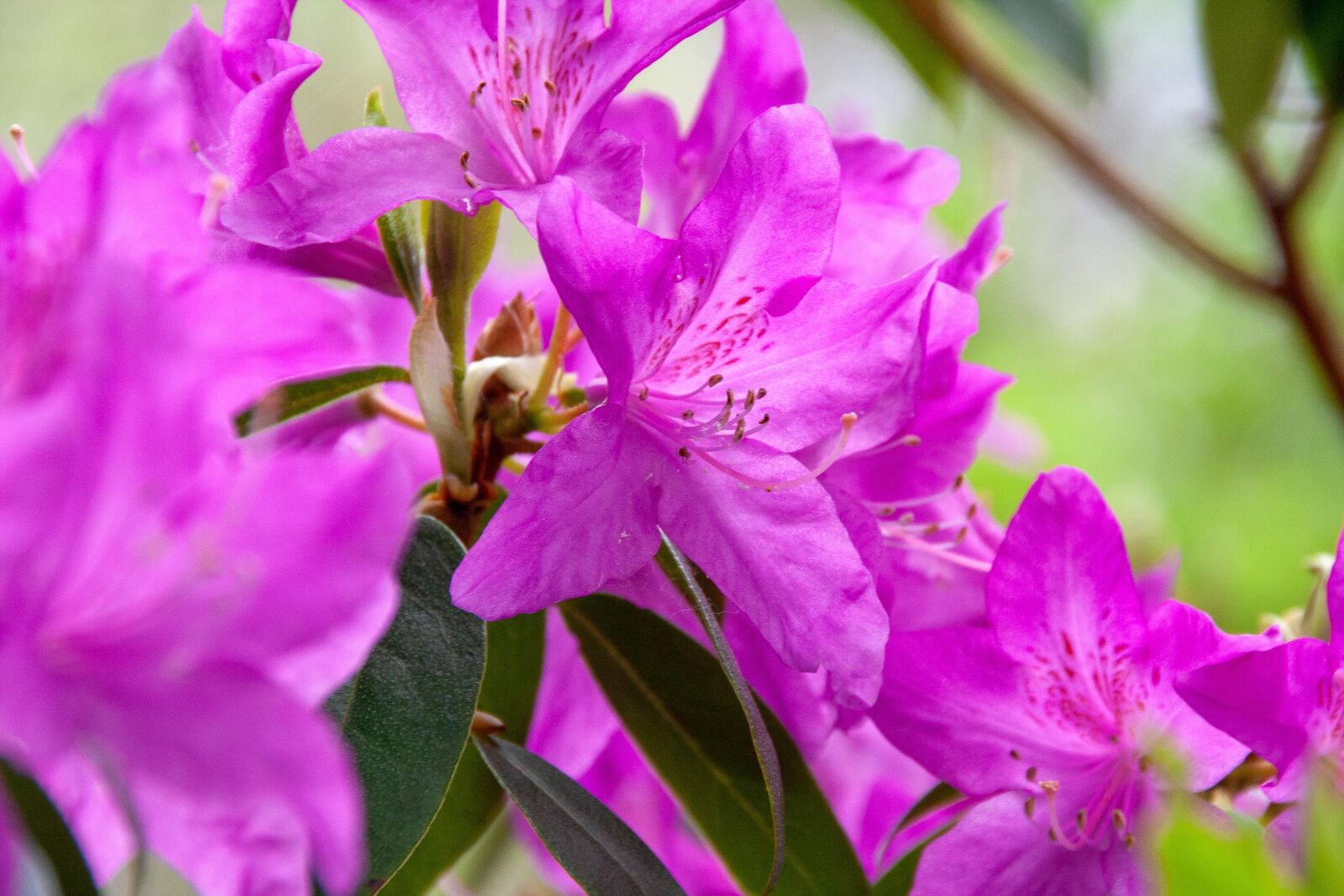 Canon EOS 400D (EOS Digital Rebel XTi / EOS Kiss Digital X) sample photo. Flower, detail, flora photography