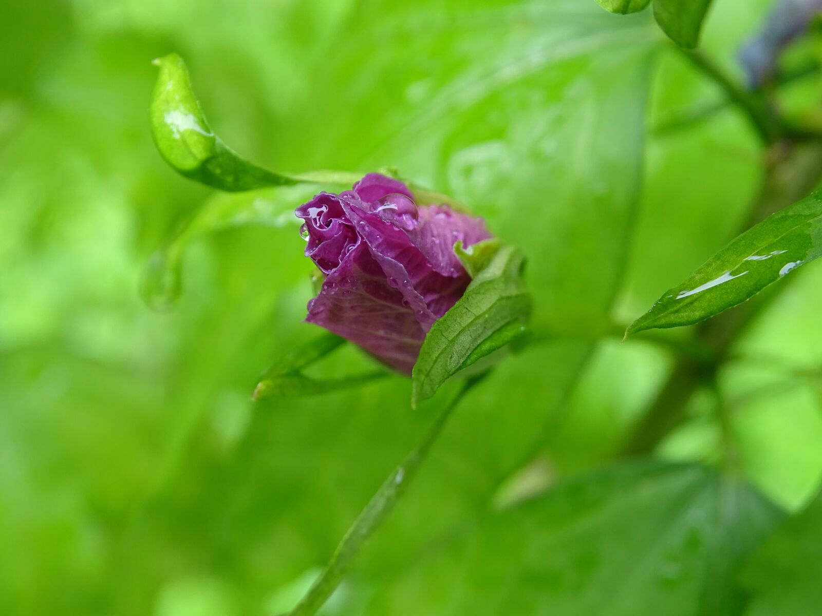 Sony Cyber-shot DSC-HX400V sample photo. Hibiscus, bud, purple photography