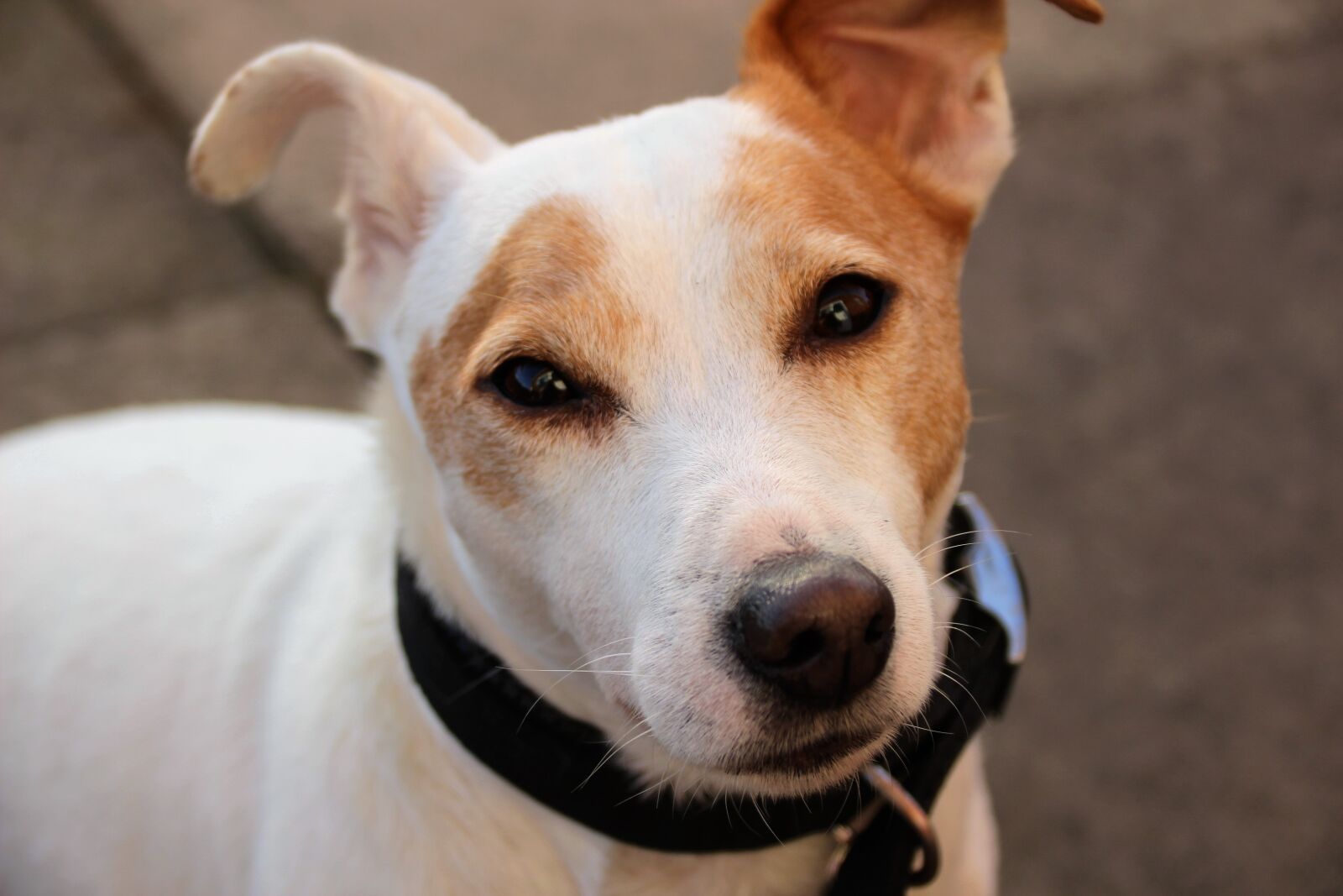 Canon EOS 100D (EOS Rebel SL1 / EOS Kiss X7) sample photo. Jack russel, terrier, dog photography