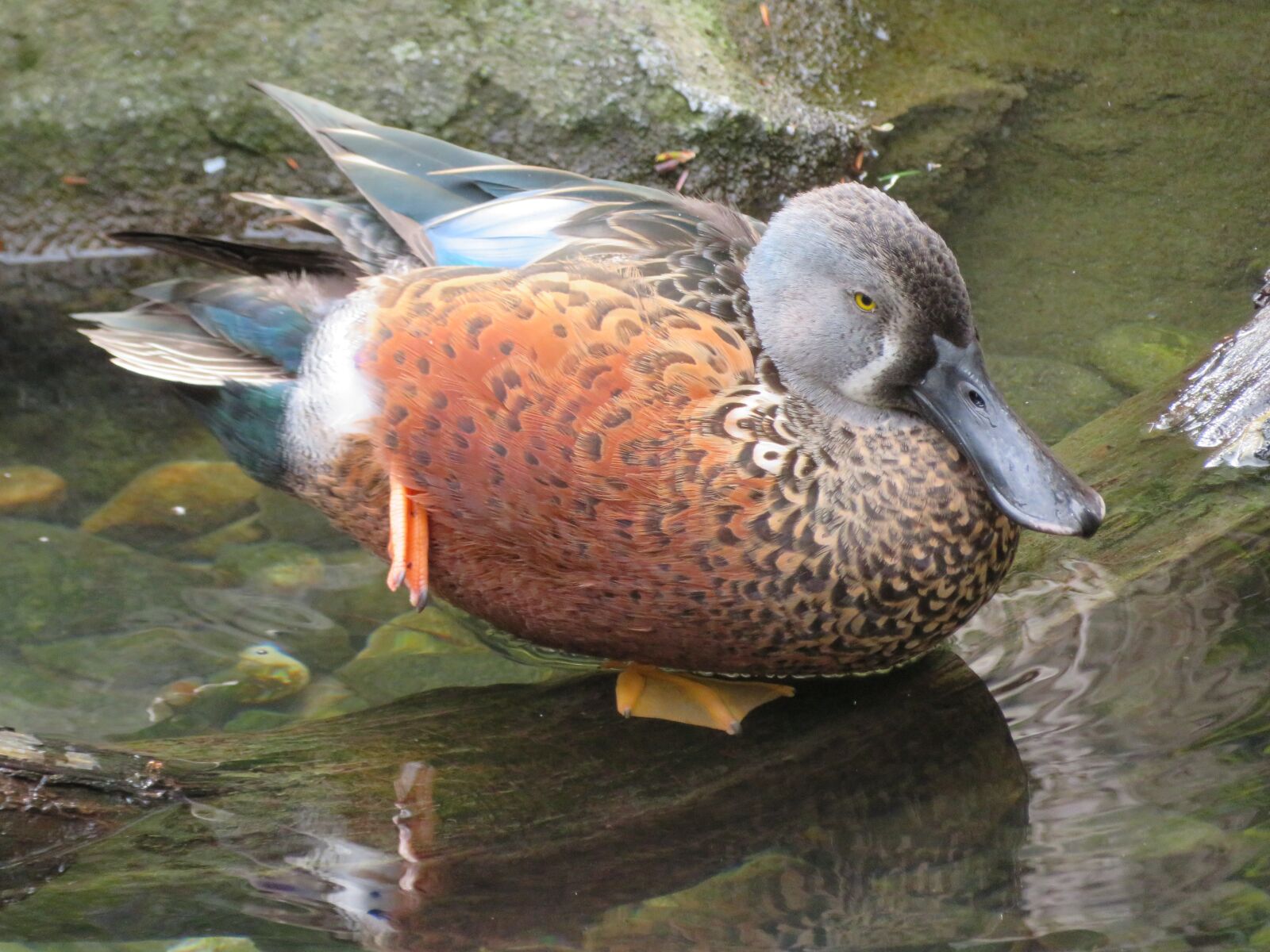 Canon PowerShot SX720 HS sample photo. Pintail, duck, feathers photography