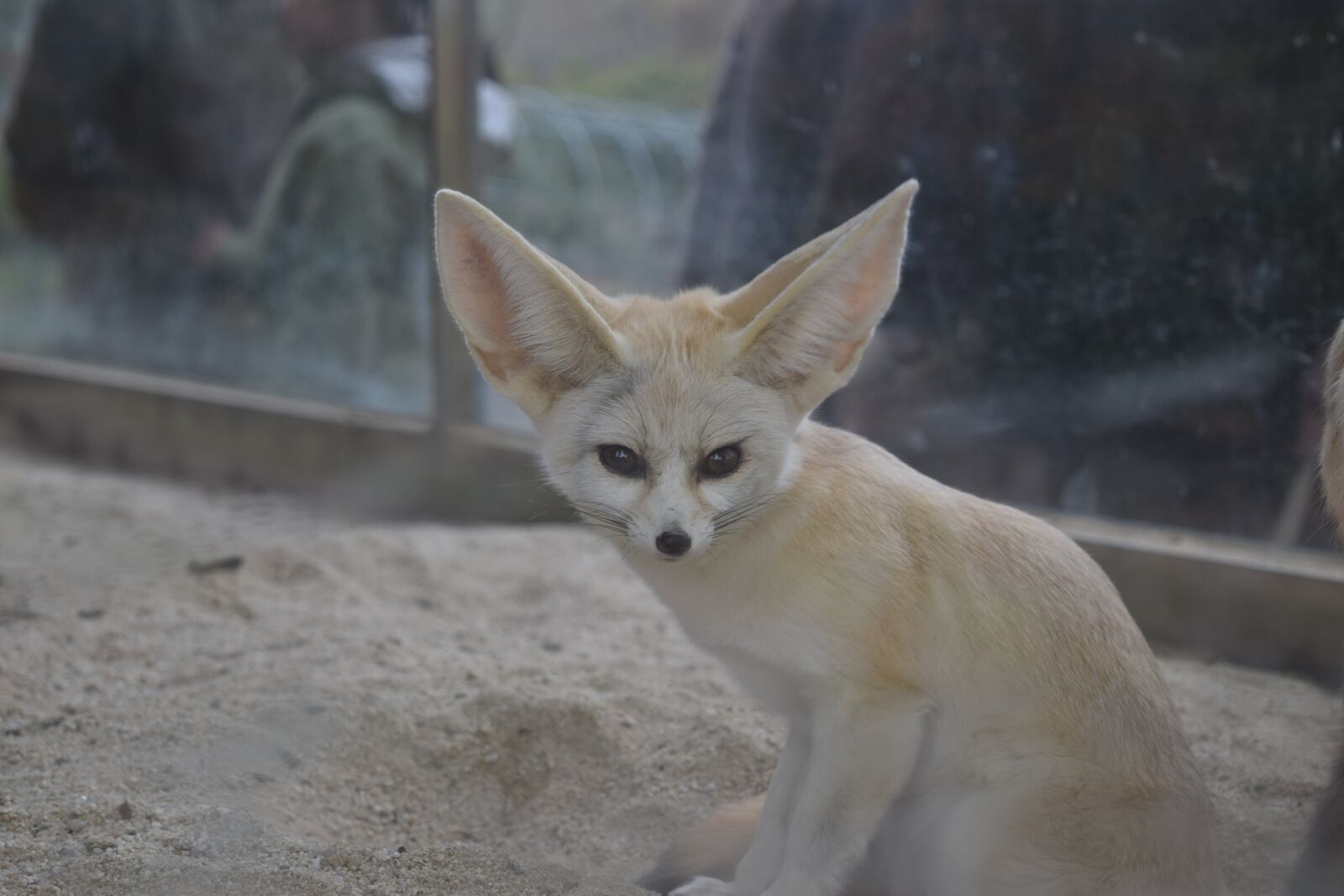 Nikon D5300 sample photo. Animal, desert fox, zoo photography