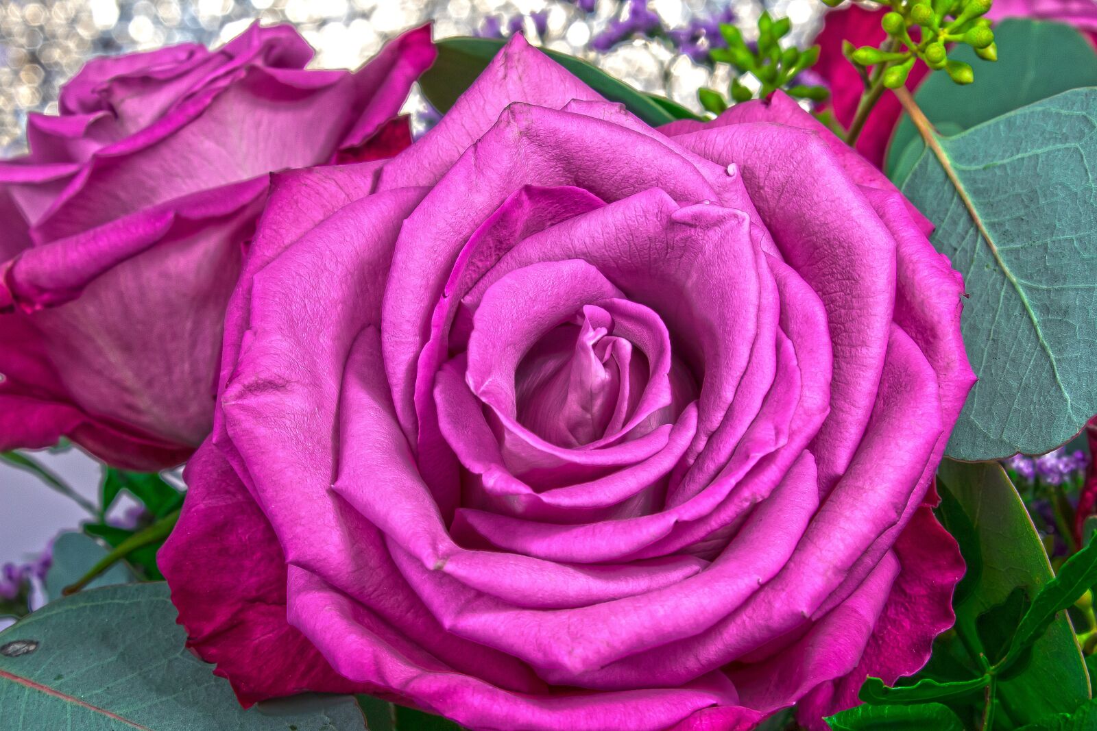 Canon EOS 1300D (EOS Rebel T6 / EOS Kiss X80) sample photo. Rose, pink, purple photography