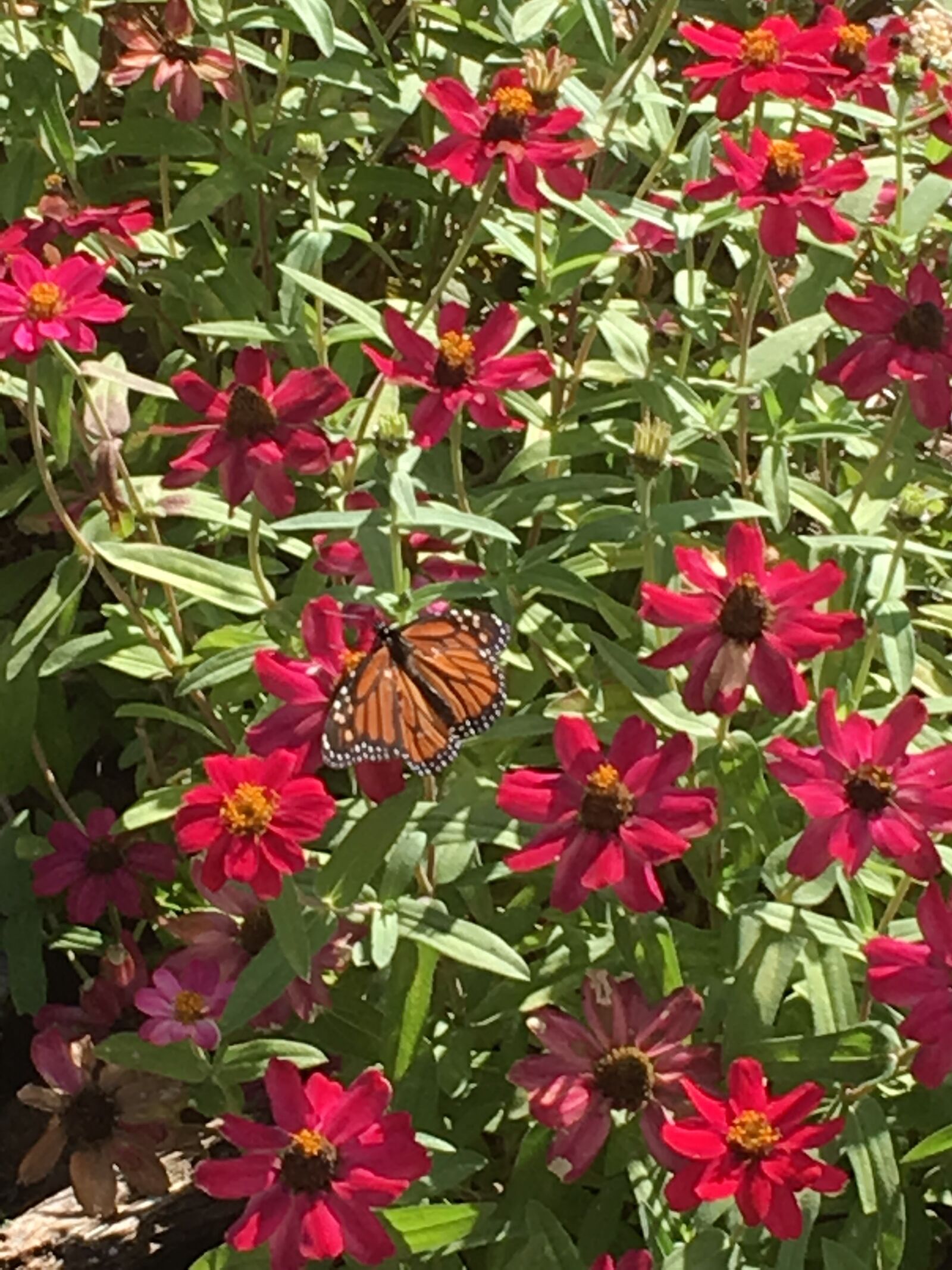 iPhone 6s back camera 4.15mm f/2.2 sample photo. Butterflies, flowers photography