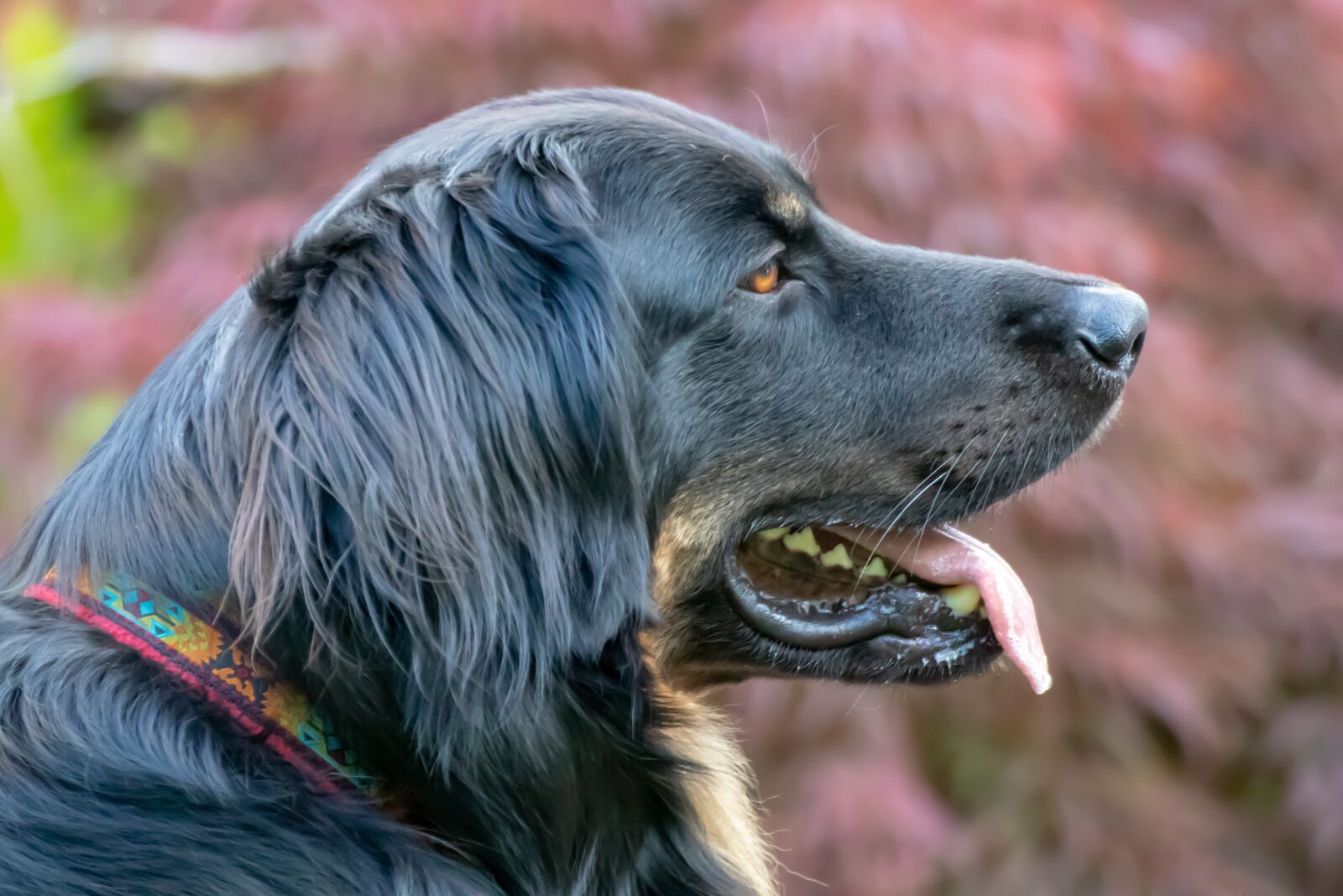 Canon EOS 200D (EOS Rebel SL2 / EOS Kiss X9) sample photo. Dog, hovawart, black photography