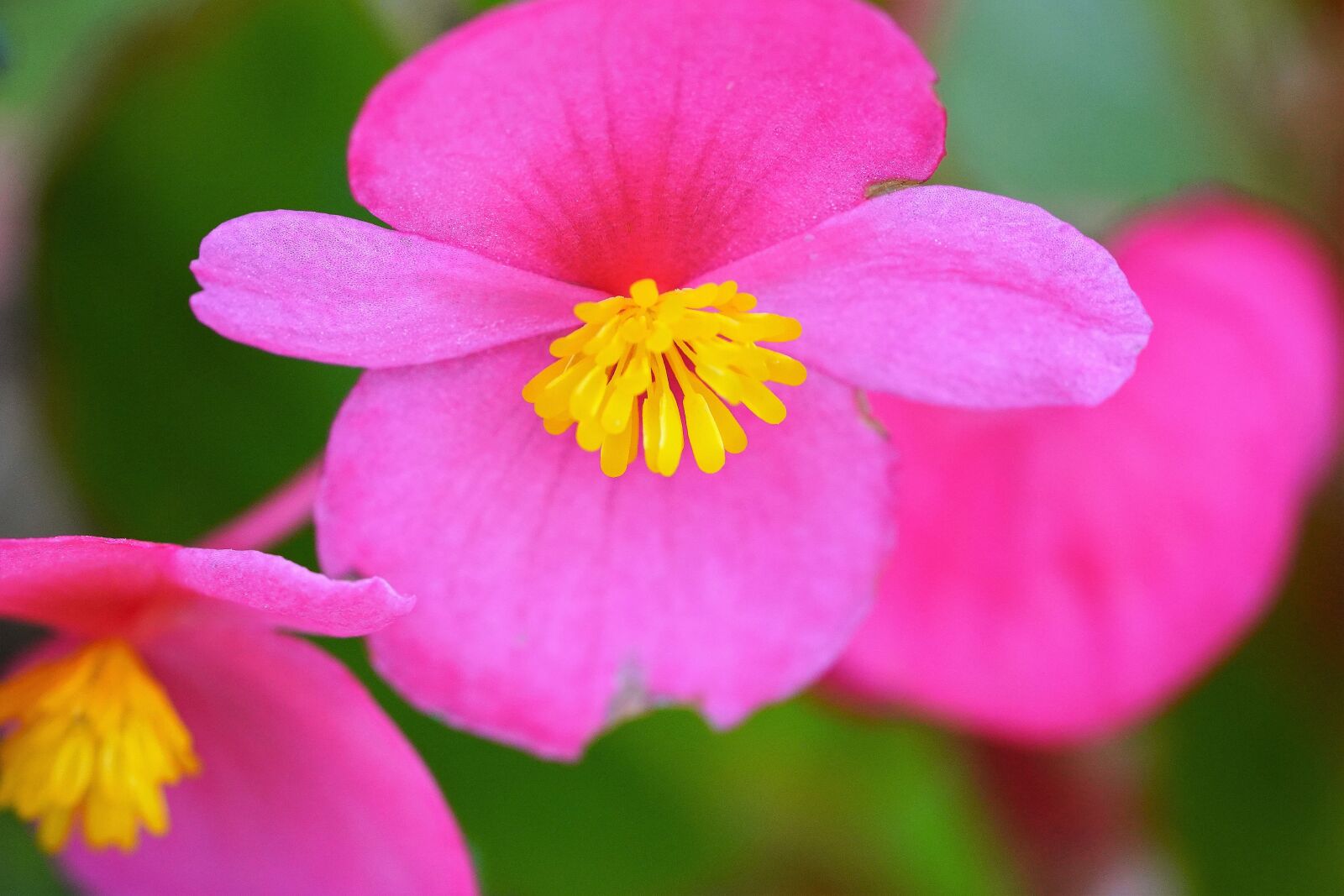 Sony a7R III + Sony FE 90mm F2.8 Macro G OSS sample photo. Wildflower, summer, flower photography