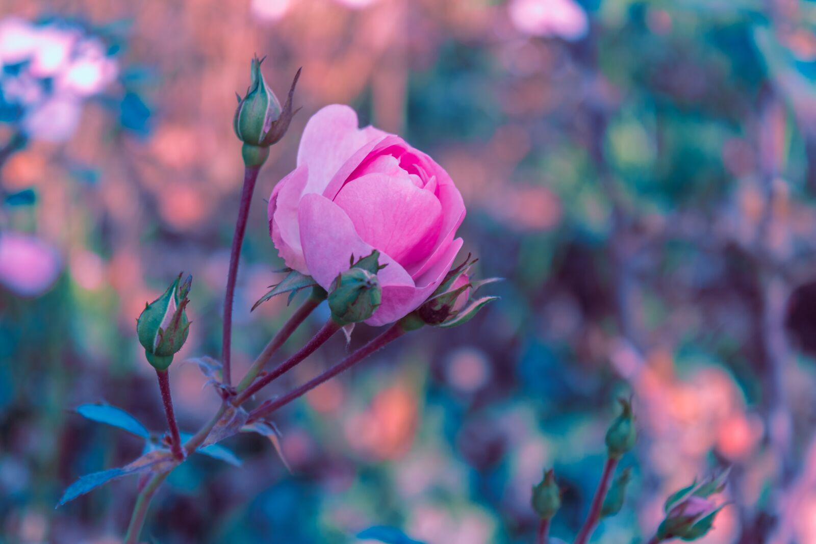 Canon EOS 600D (Rebel EOS T3i / EOS Kiss X5) sample photo. Roses, pink, rosenstock photography