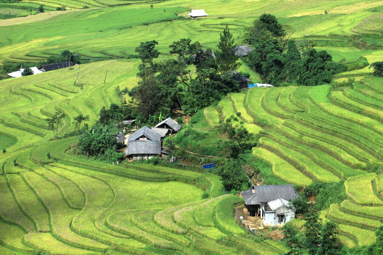 Canon EOS M10 sample photo. Rice, field, vietnam landscape photography