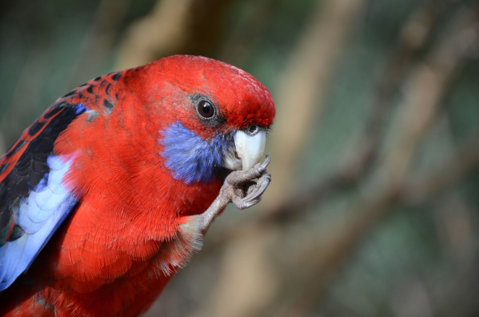 Nikon D7000 sample photo. Rosella, eastern, red photography