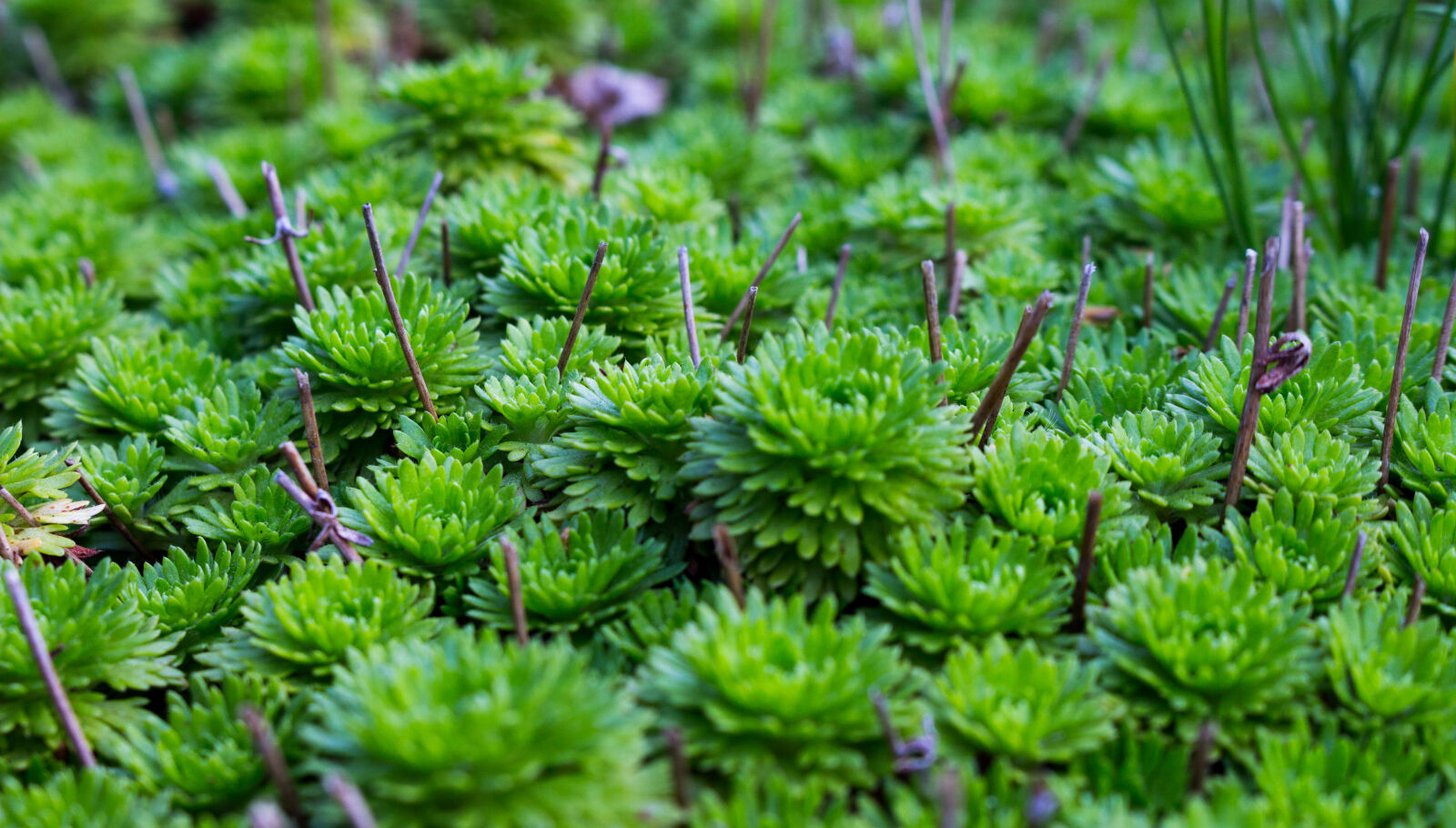 Canon EOS 700D (EOS Rebel T5i / EOS Kiss X7i) sample photo. Botanical, close, up, environment photography