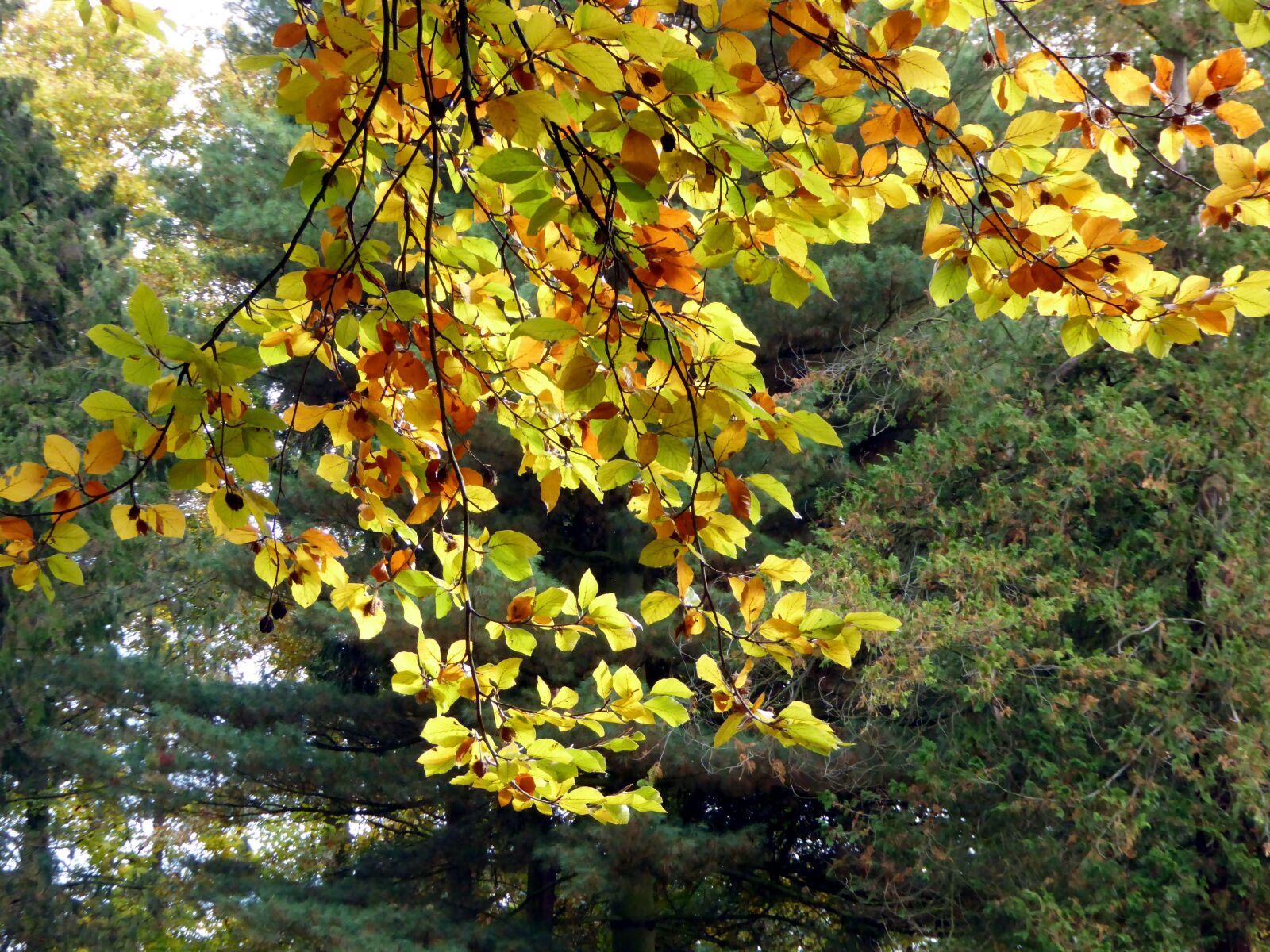 Panasonic DMC-TZ61 sample photo. Autumn, leaves, golden autumn photography