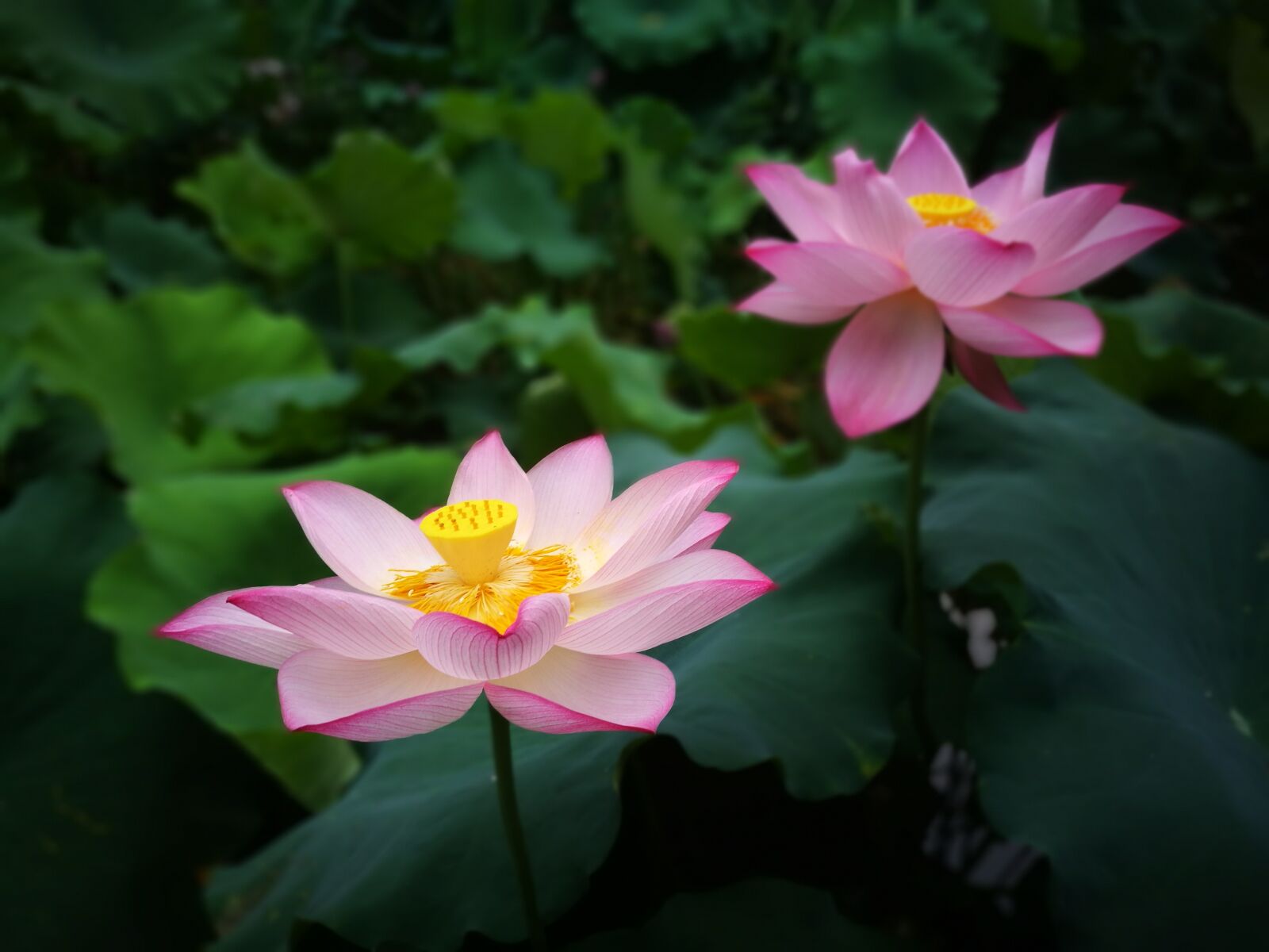 HUAWEI P9 Plus sample photo. Lotus, flower, lotus leaf photography