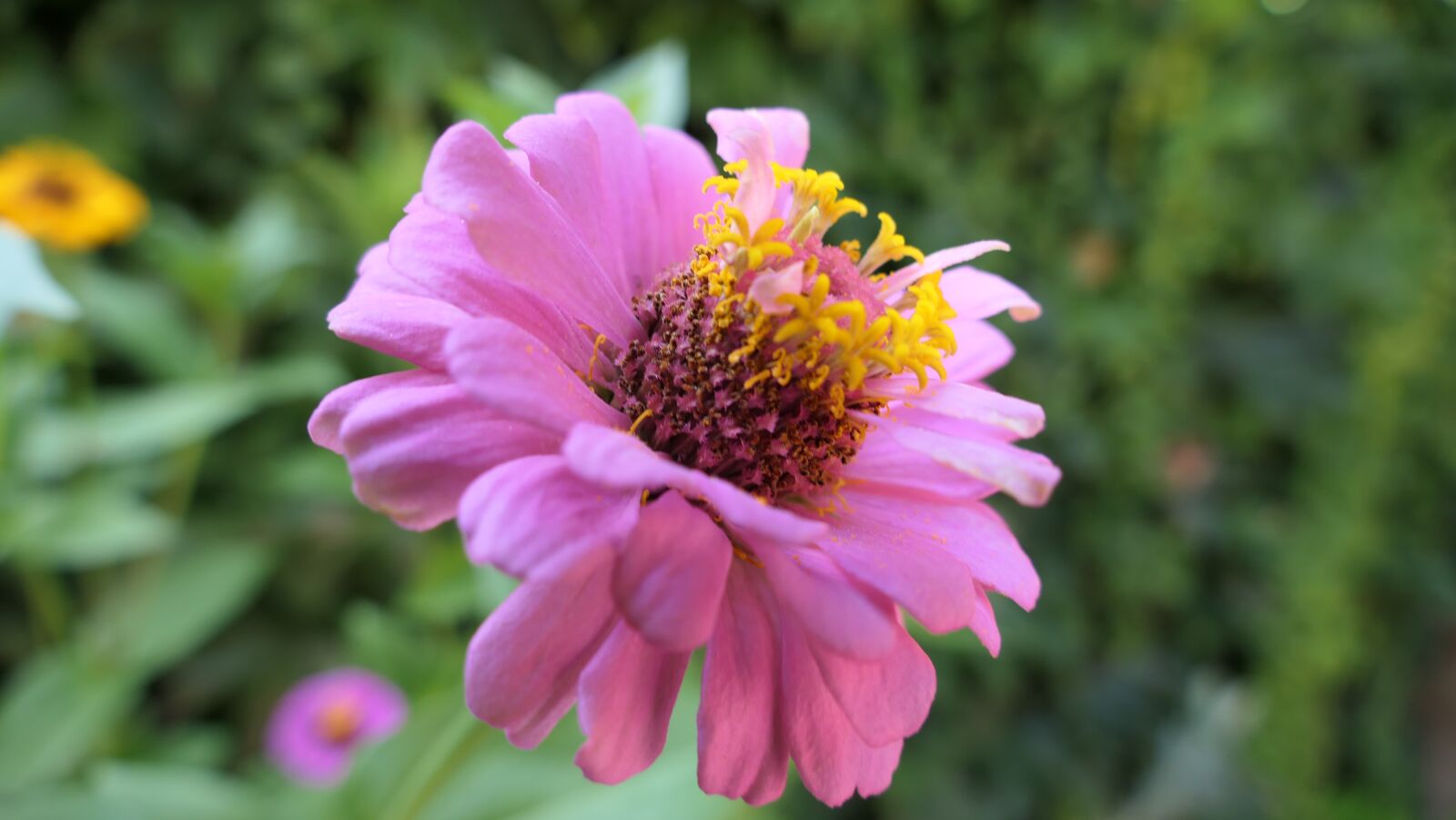 Panasonic DC-FZ10002 sample photo. Florets, pink, flowers photography