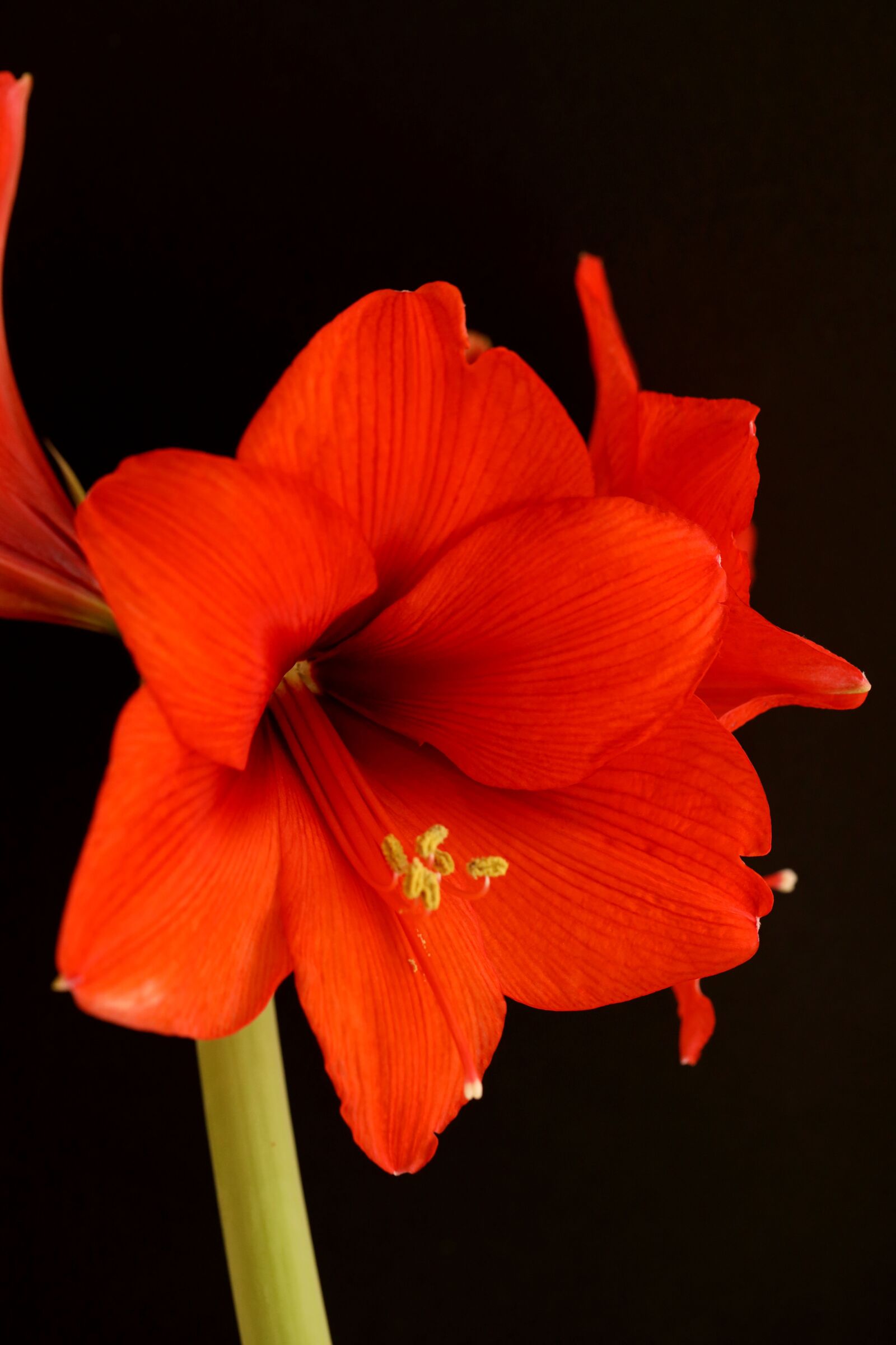 Canon EOS R sample photo. Amaryllis, flower, christmas photography
