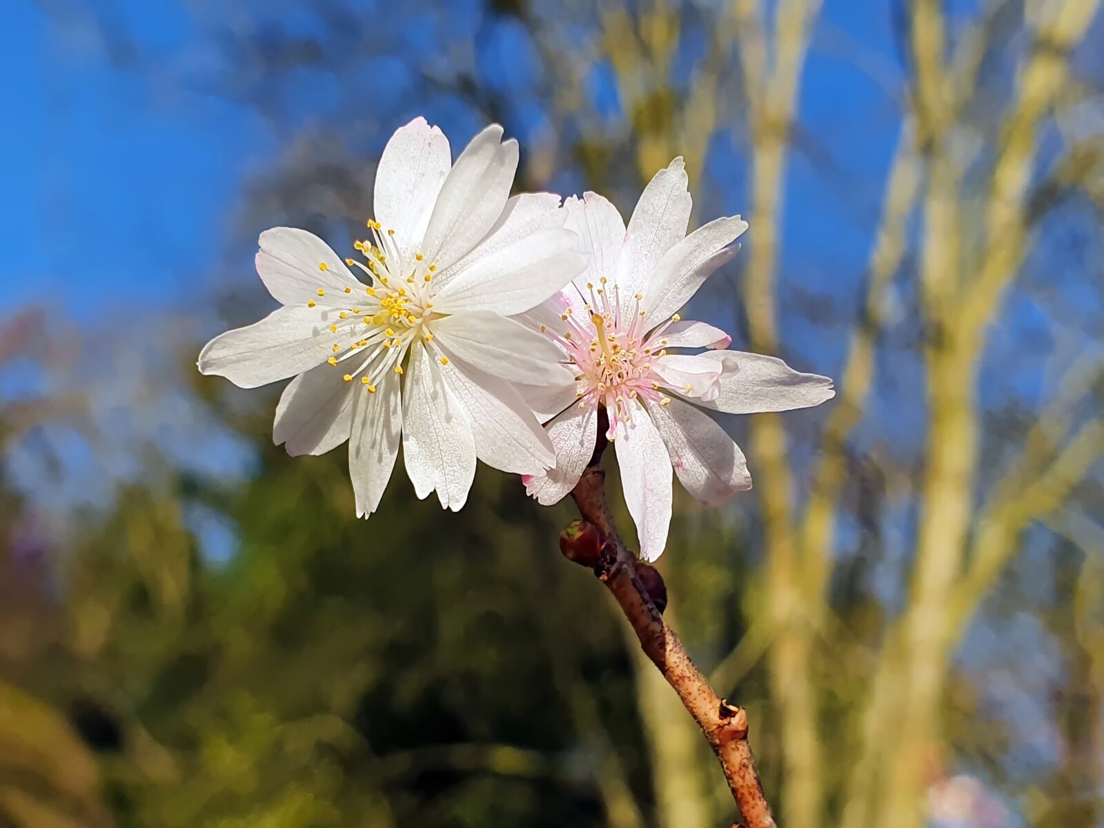 Samsung Galaxy S10 sample photo. Beautiful flowers, spring, nature photography