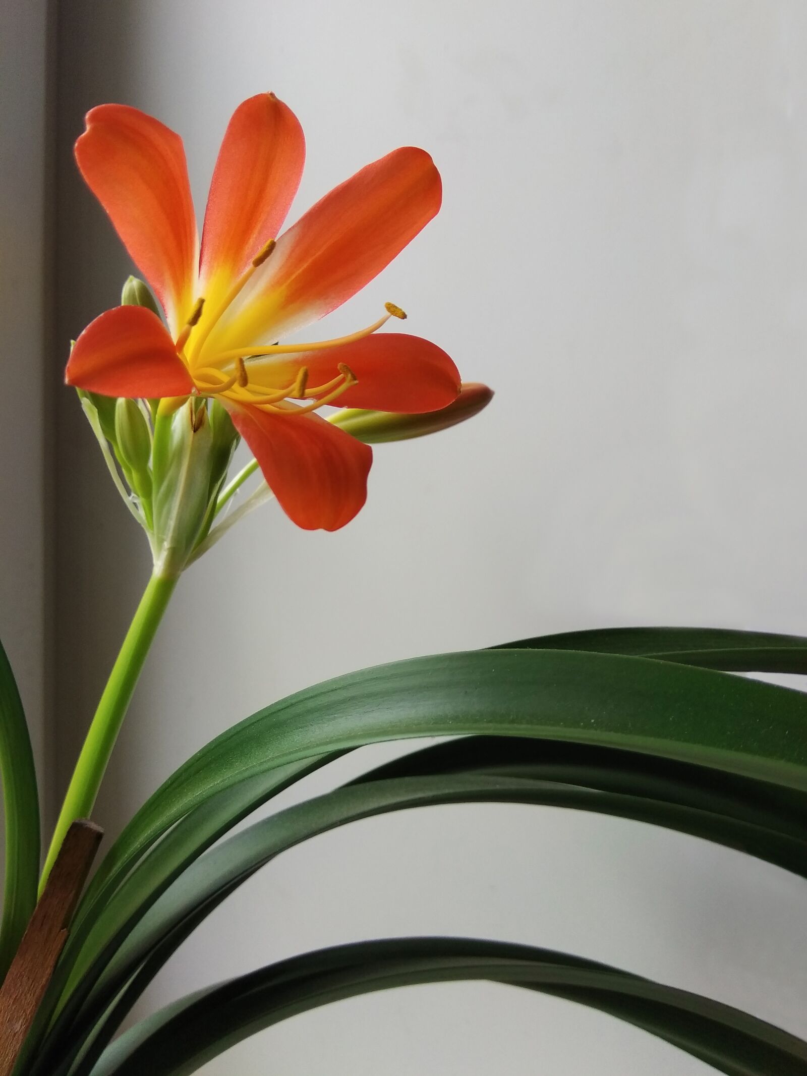 Xiaomi Redmi Note 4 sample photo. Flower, flora, color photography