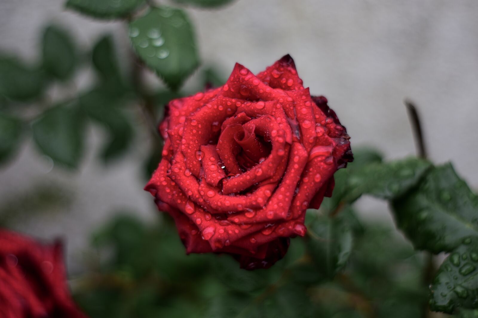 Nikon D3400 sample photo. Rosa, flower, plant photography
